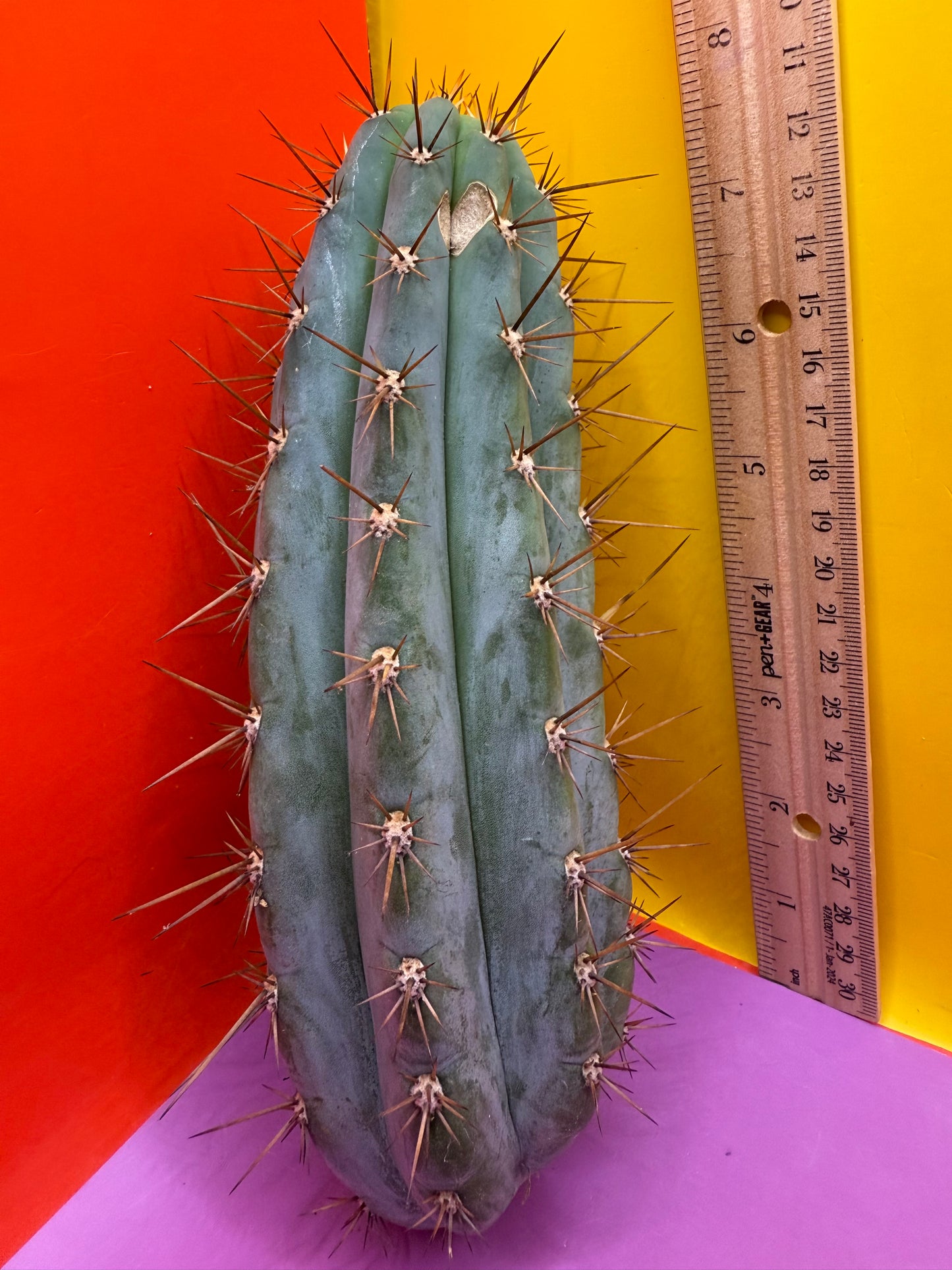 Trichocereus Matucana !