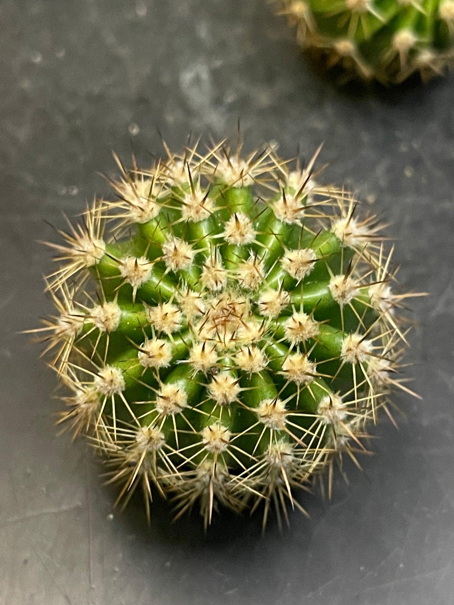 2$ echinopsis pups !!!