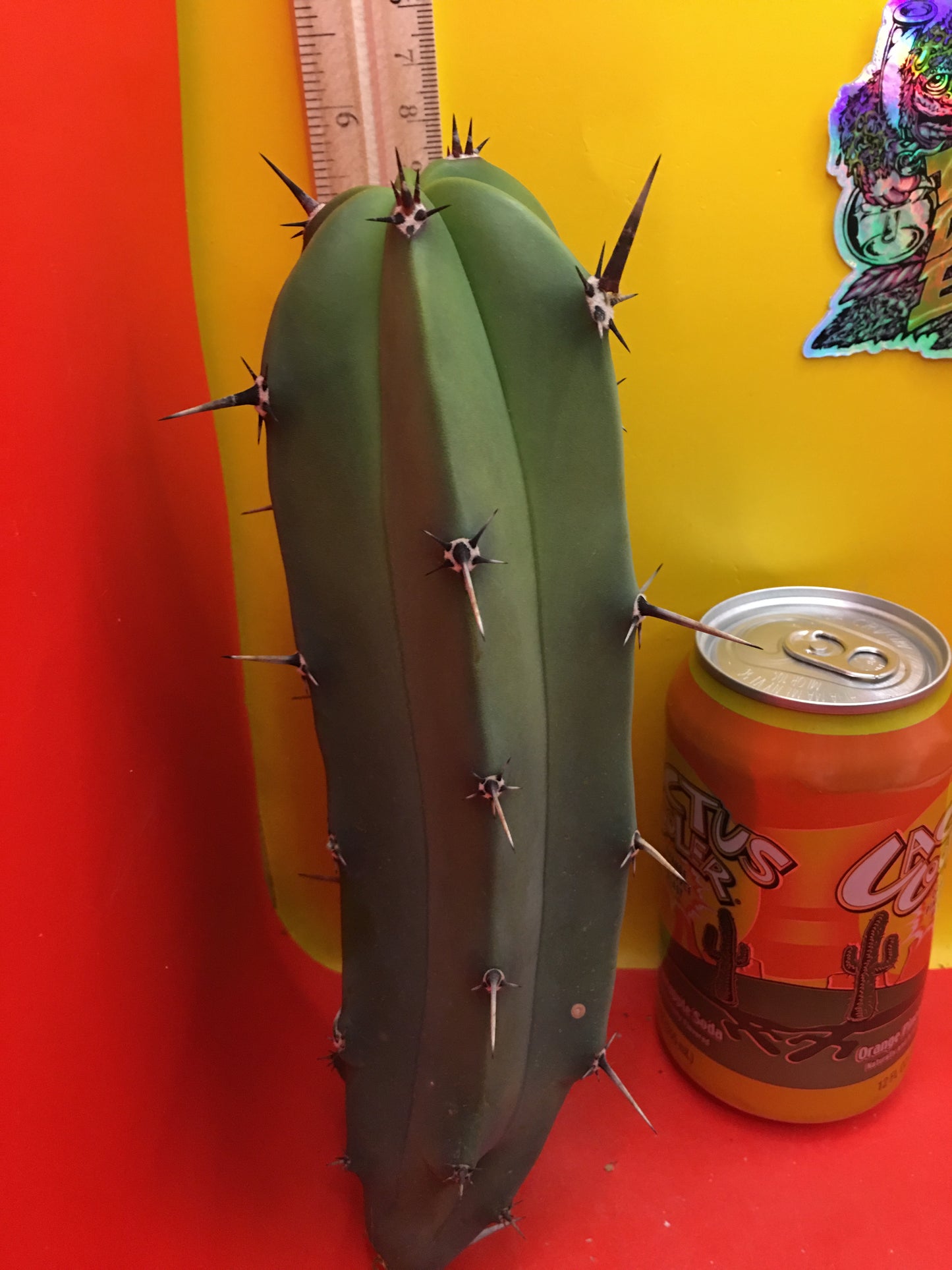 Myrtillocactus geometrizans