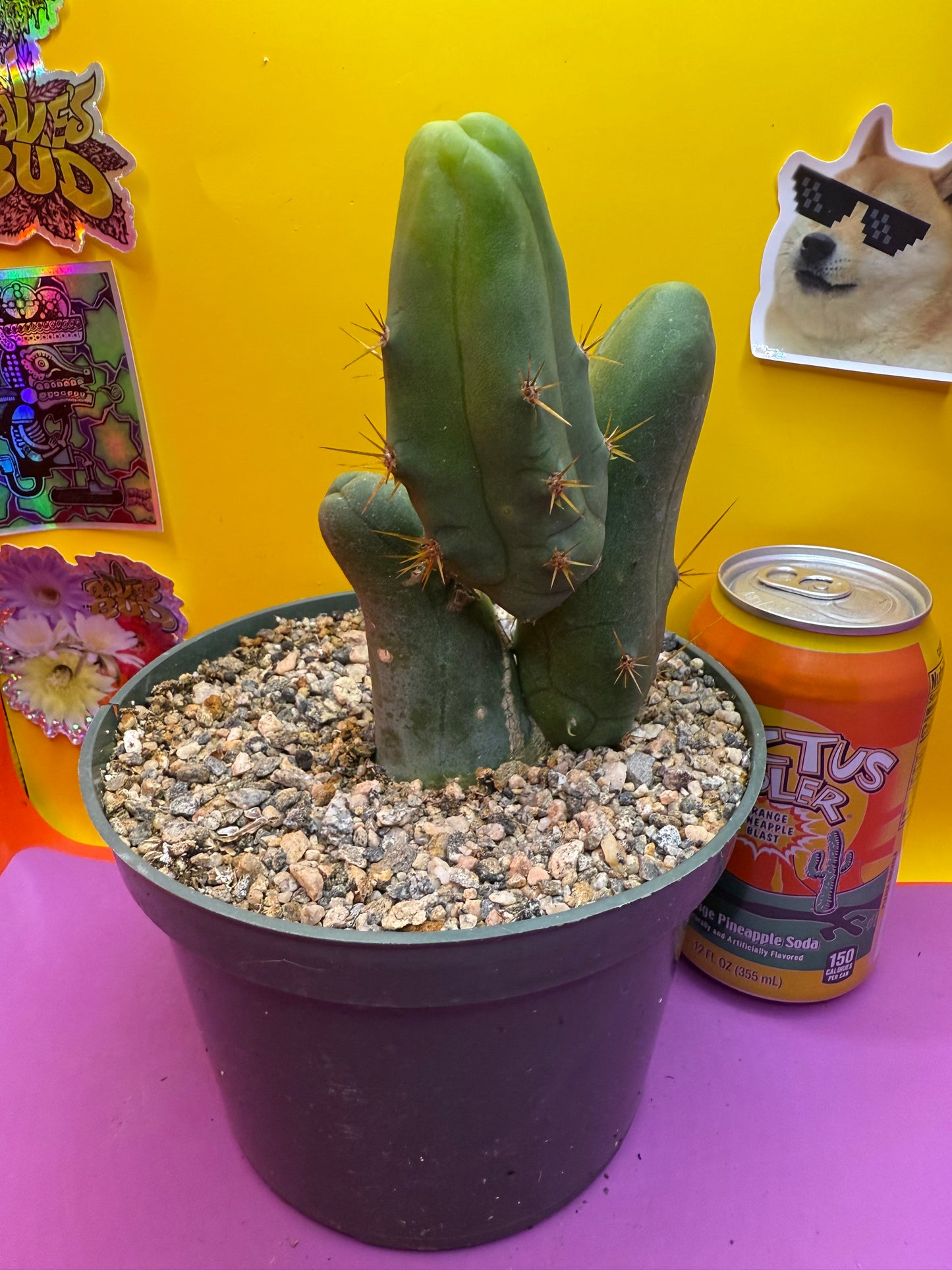 Tbm in 6” inch wide pot- exact cactus pictured!