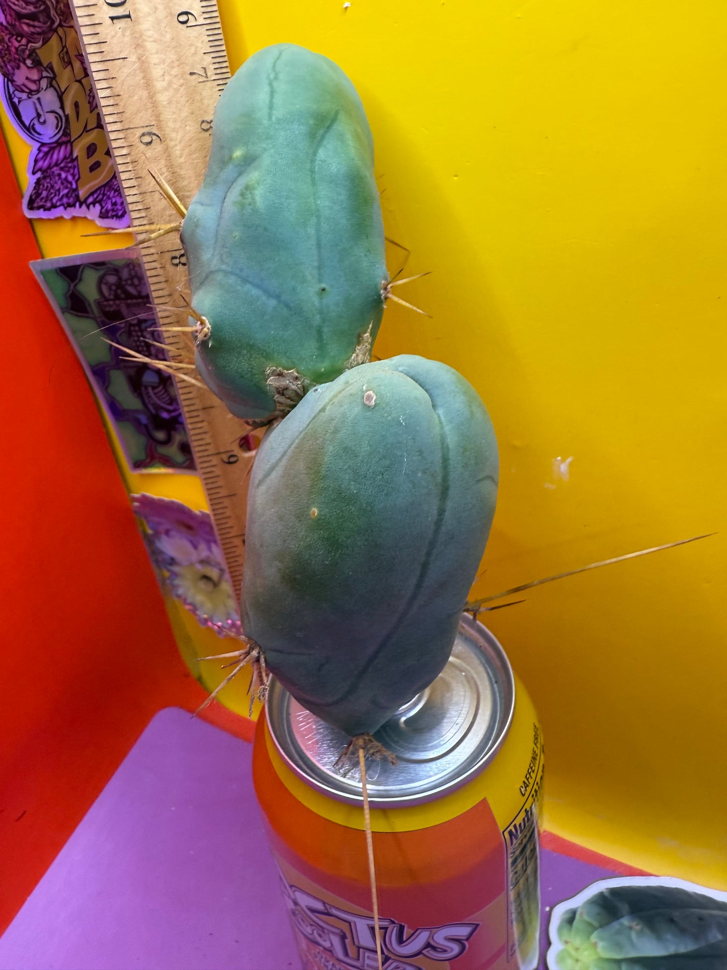 TBM !!!! Huge double segment cactus