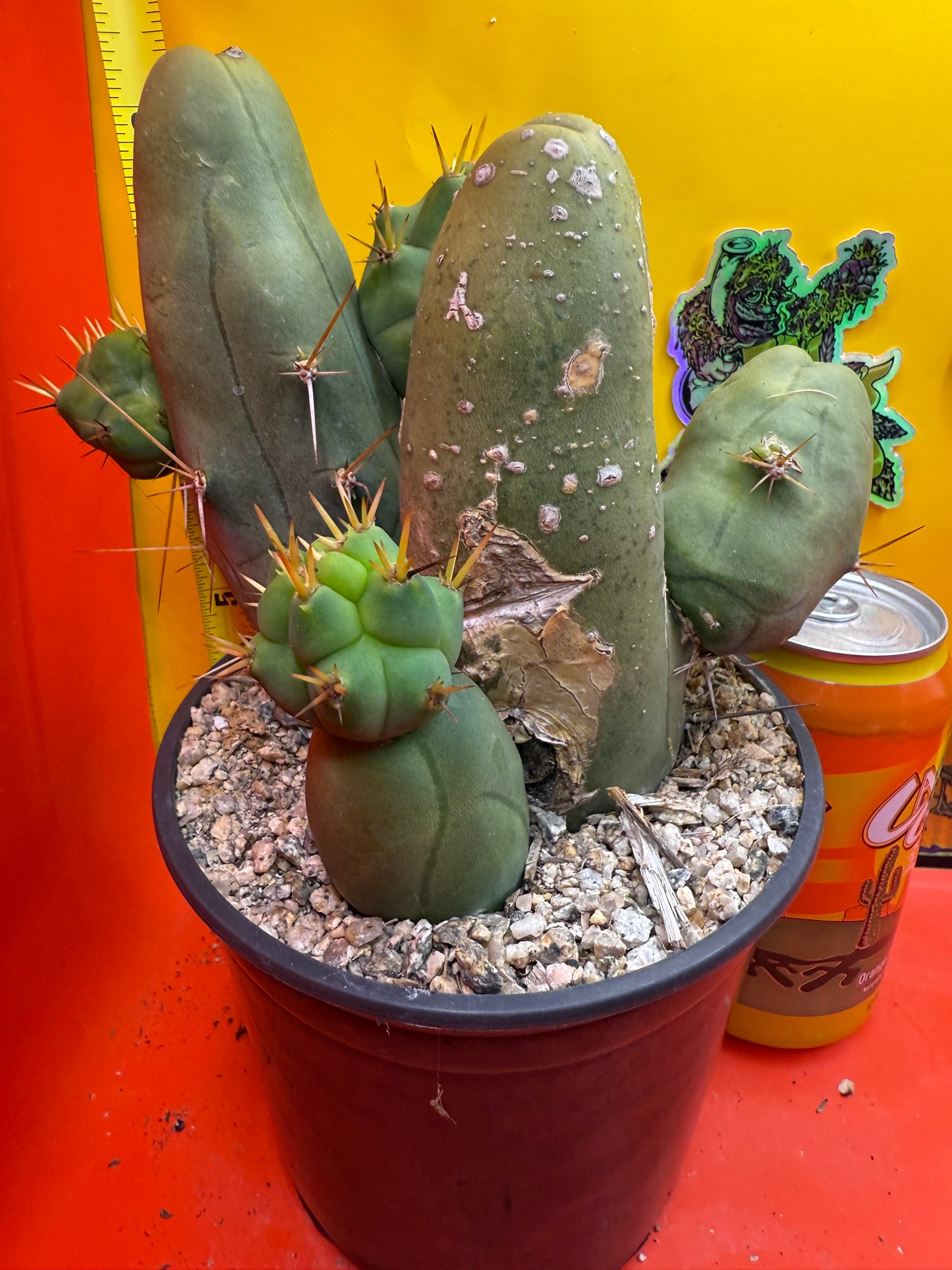 Exact cactus !