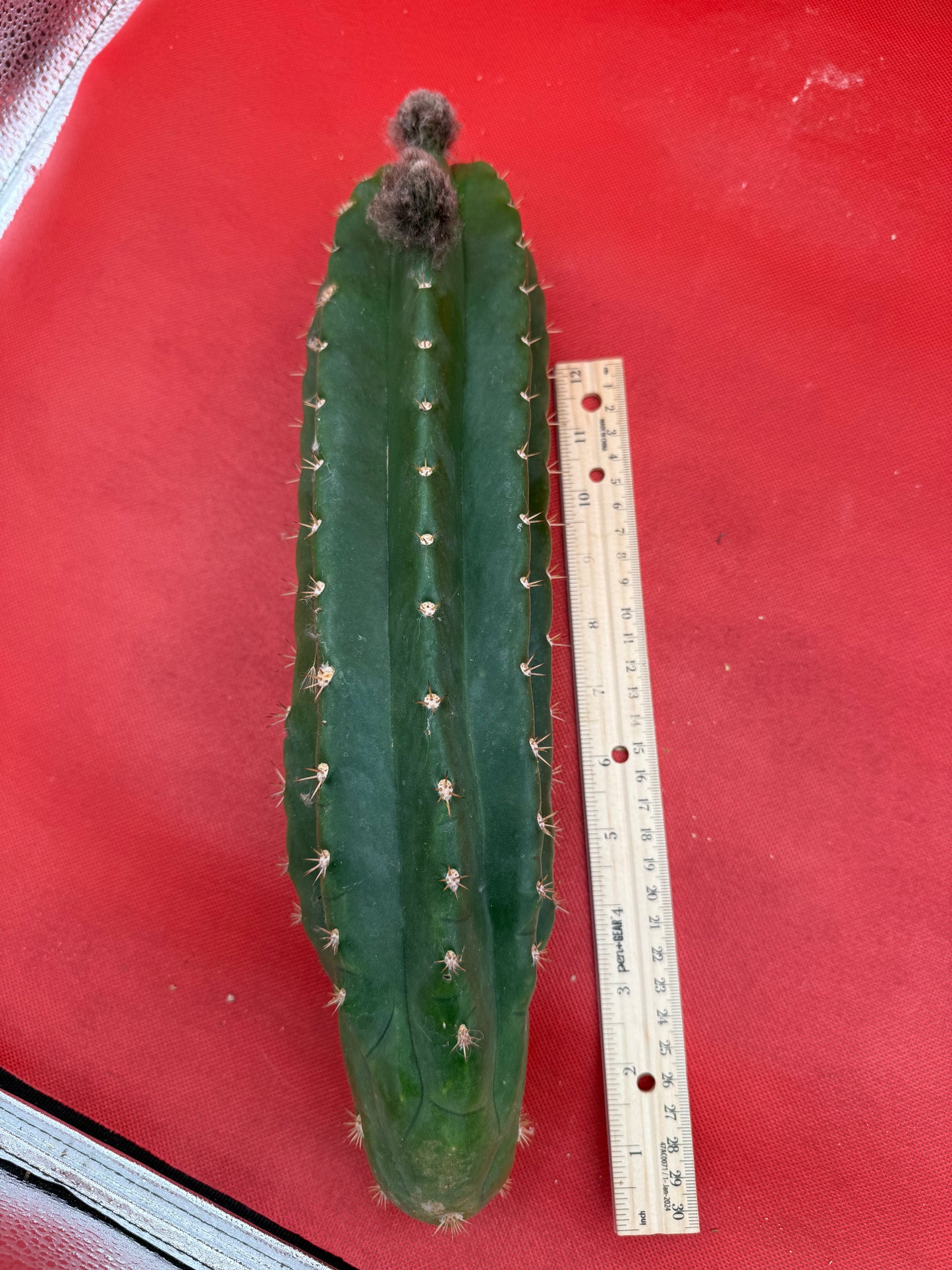 CACTO HEBRIDO with Flower Buds !