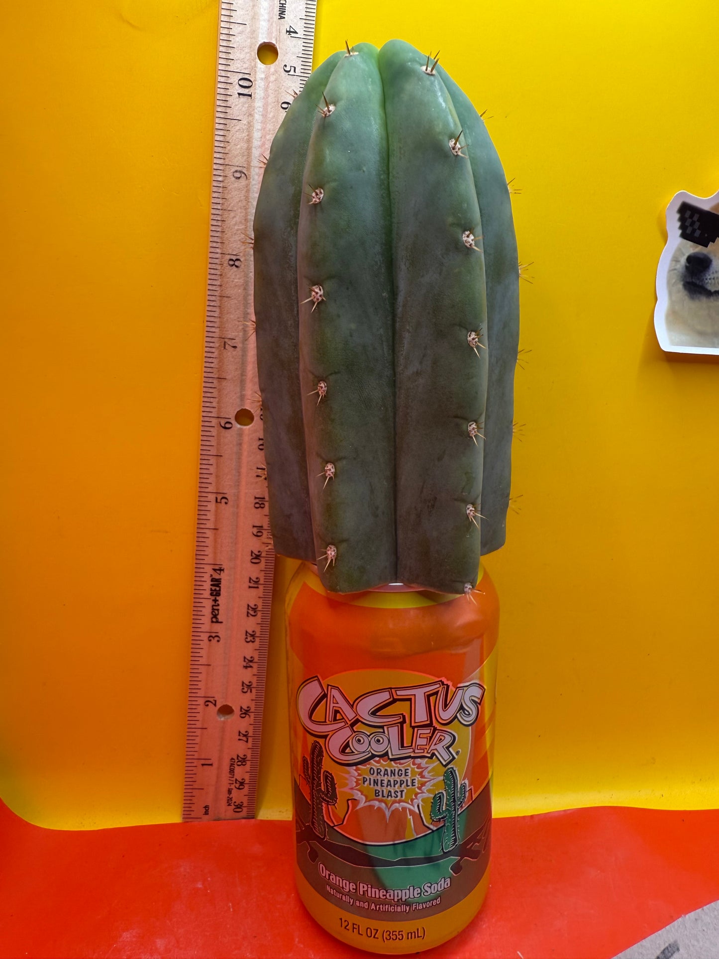 Jacks Juuls JJ O.P. “Type-A” Seed grown cactus cutting