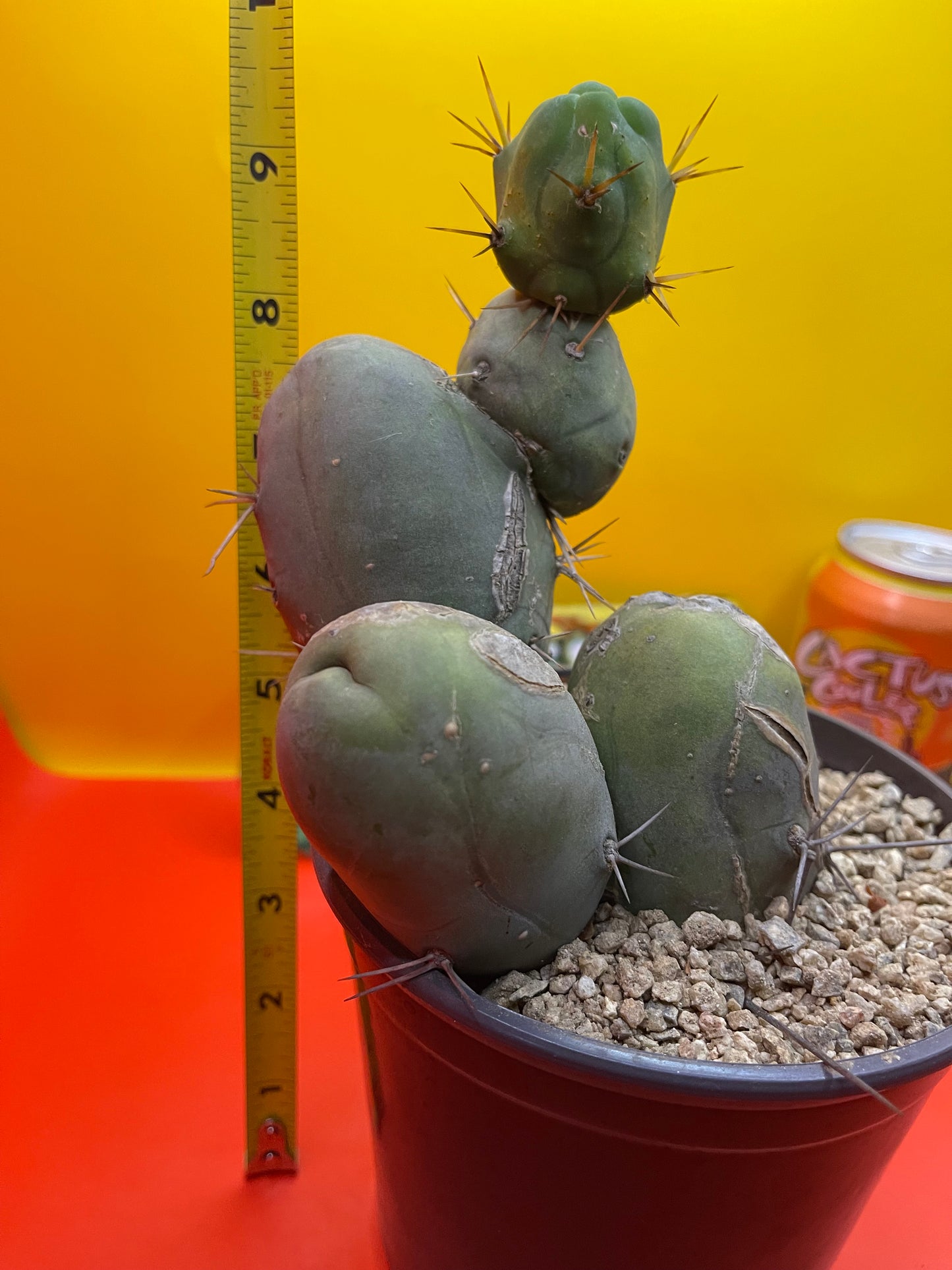 Tbm cactus !!!