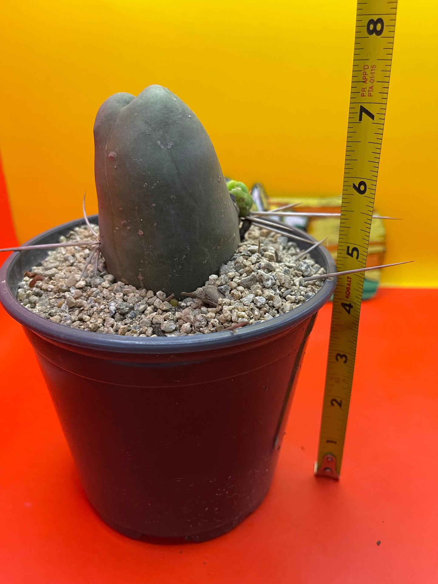 TBM , type B - comes in pot !