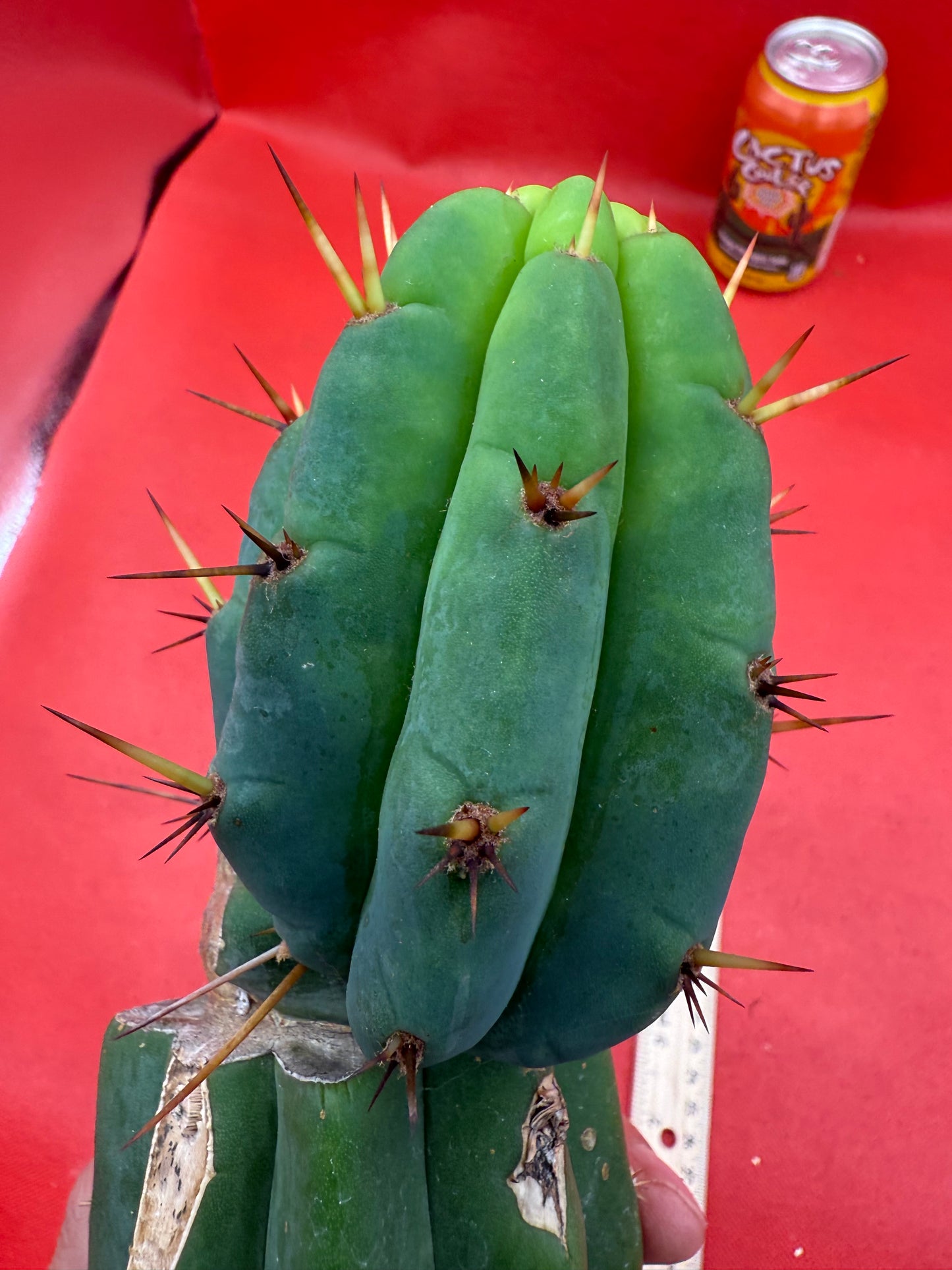 GRAFTED PALA