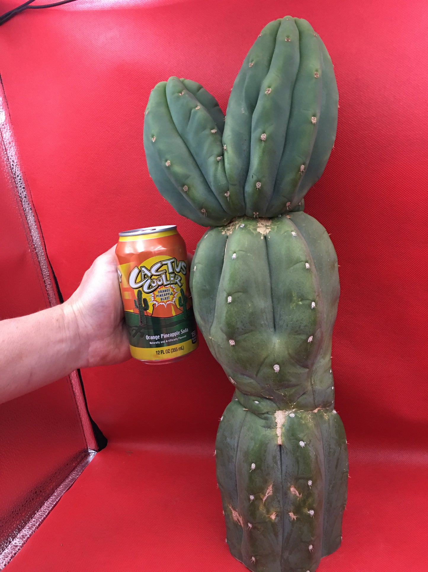 HUGE CAHUILLA Dicot , double header !