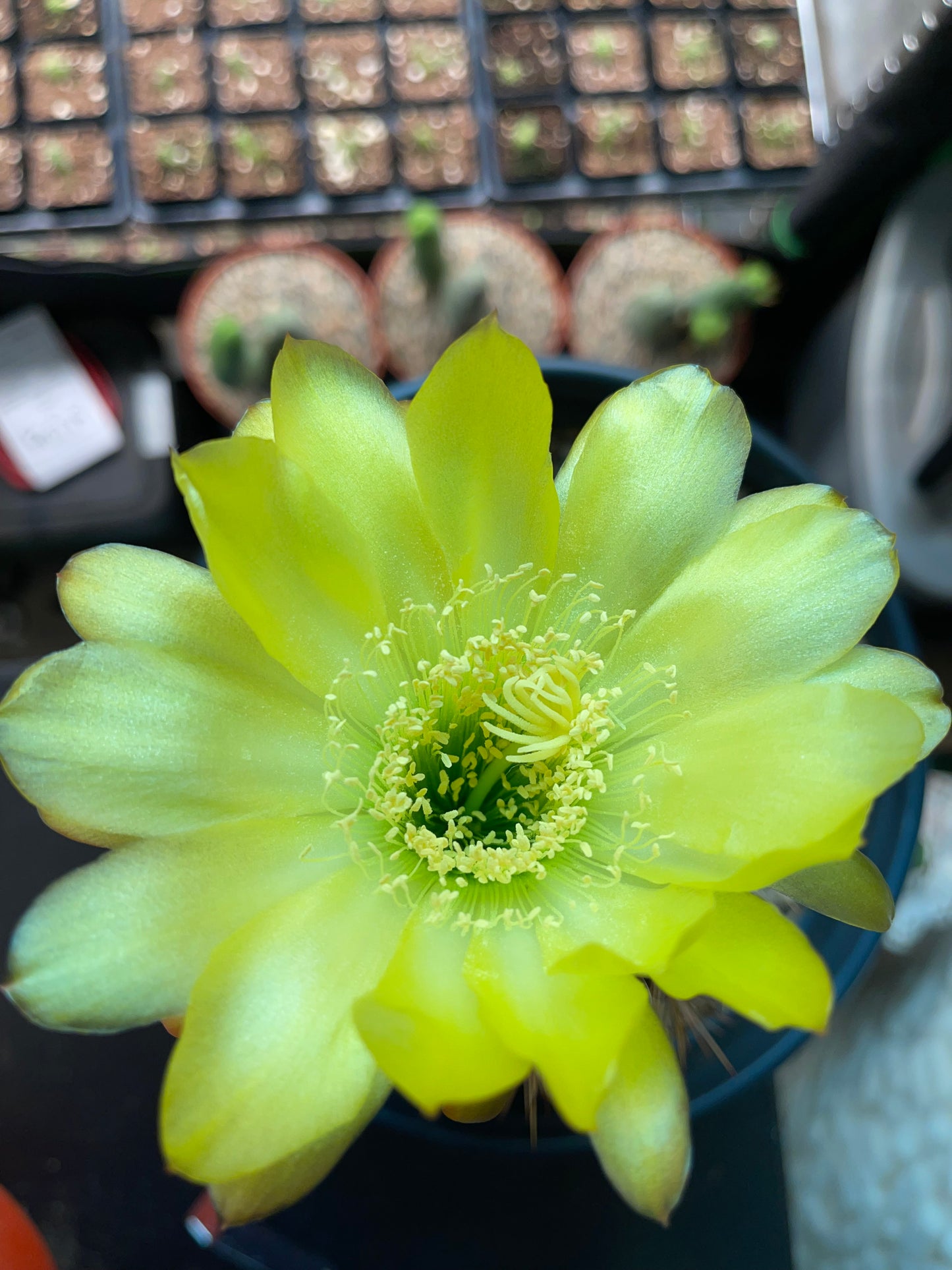 Yellow flowering trichocereus seeds - 25 seeds