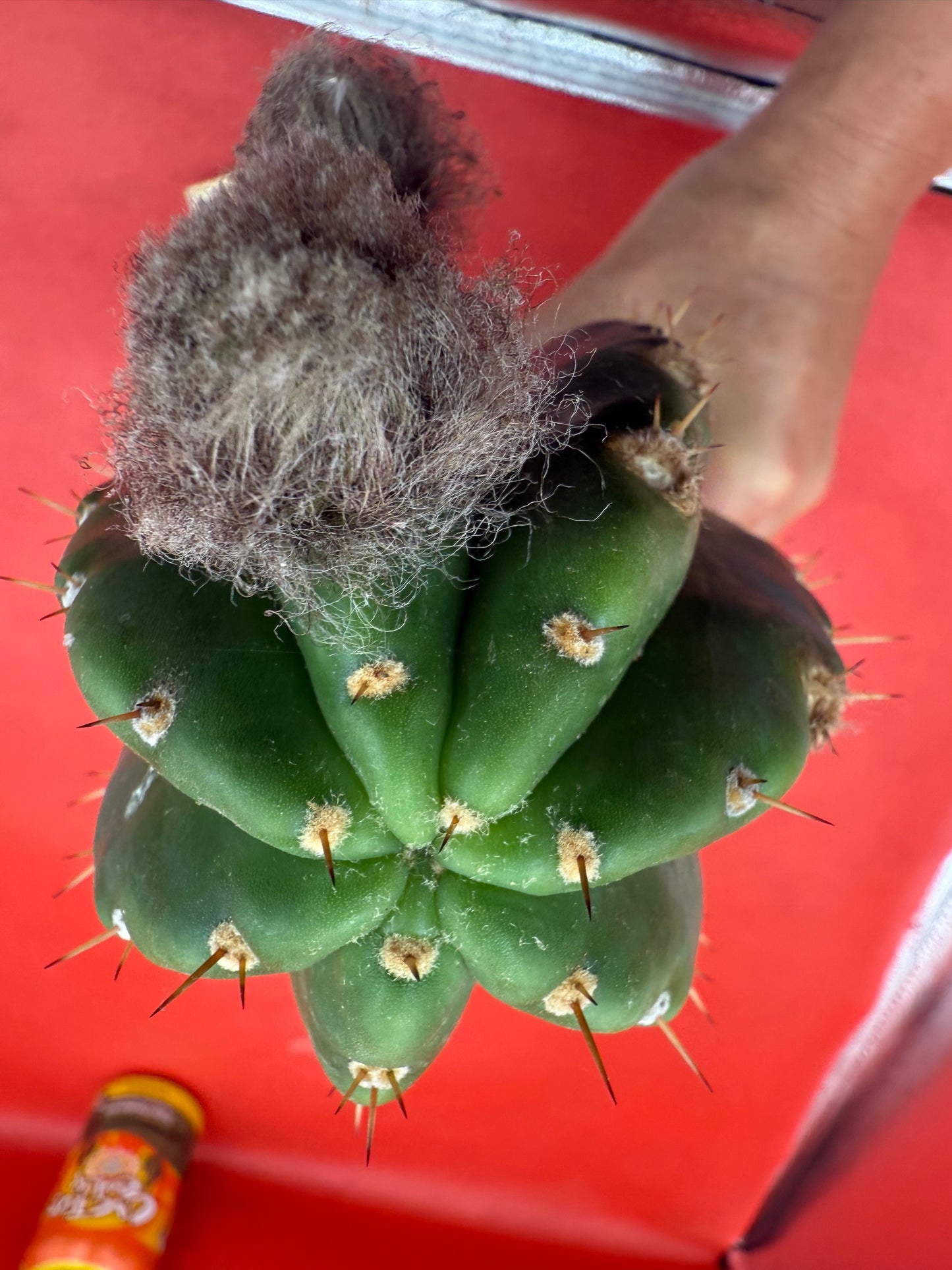 CACTO HEBRIDO with Flower Buds !
