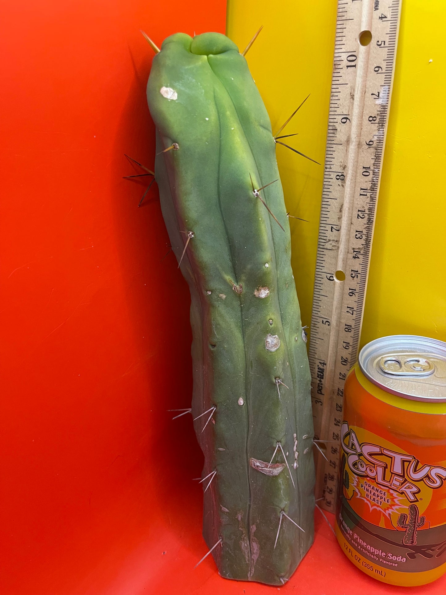 Trichocereus Bridgesii