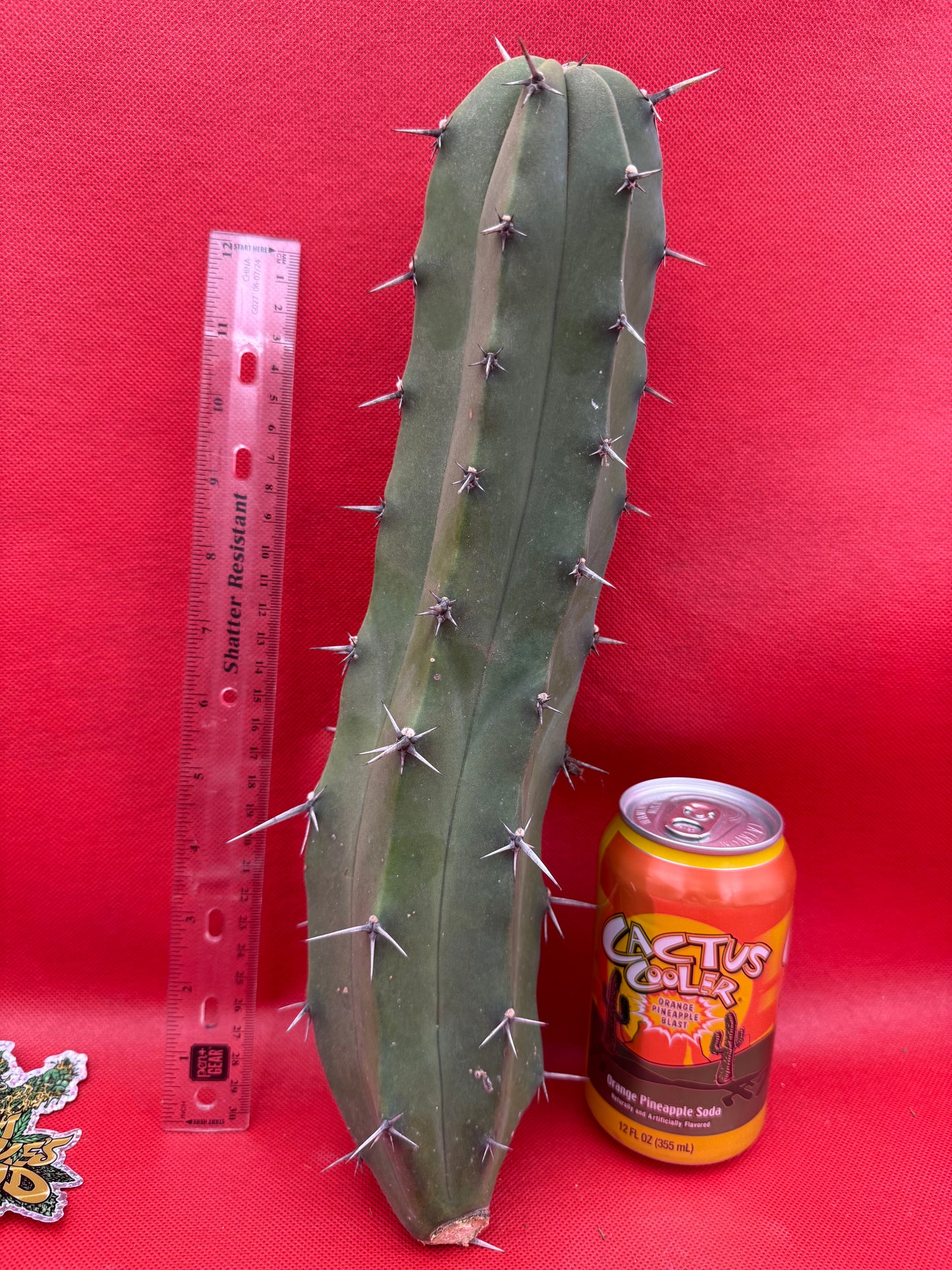 Myrtillocactus geometrizans
