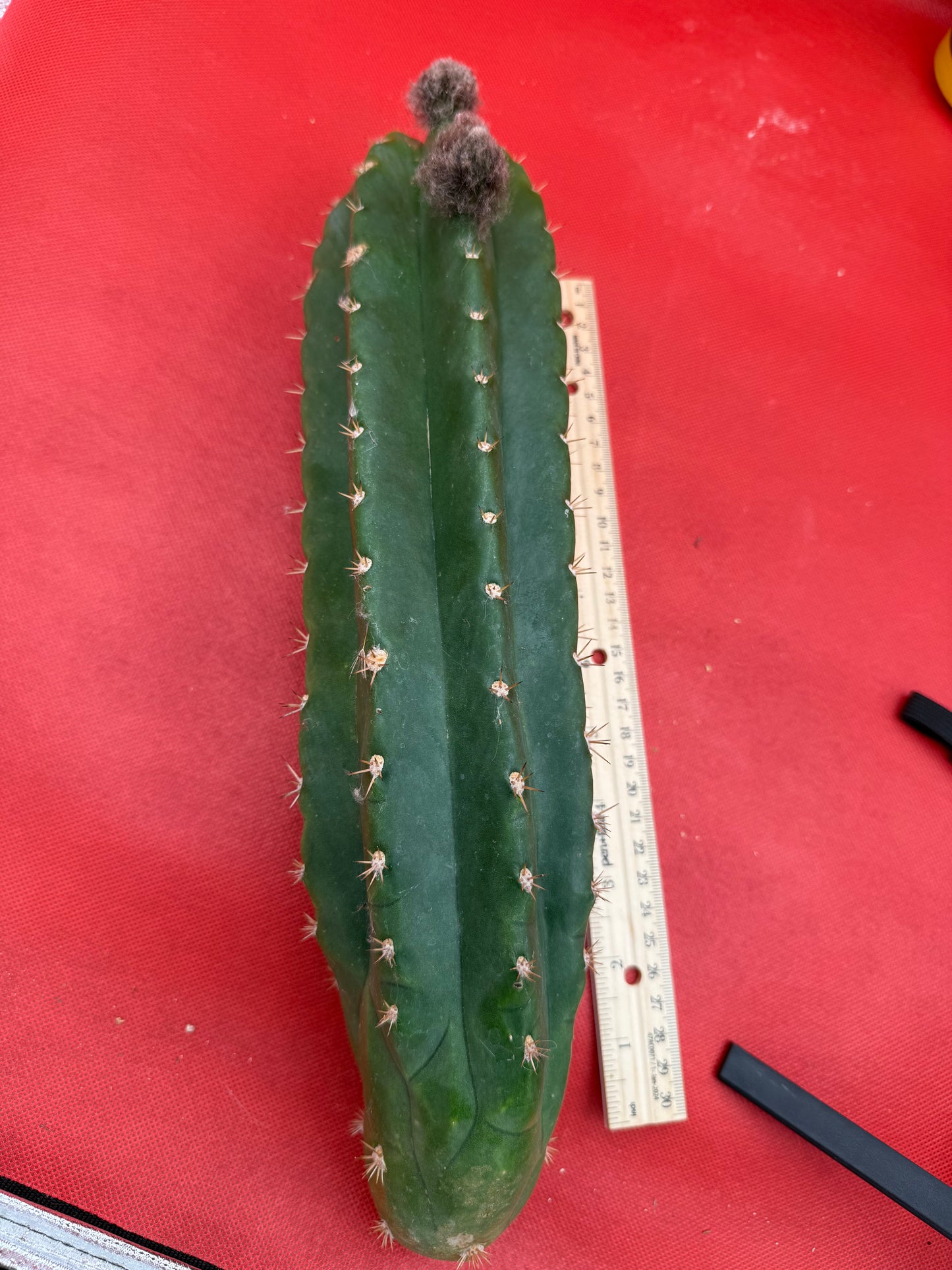 CACTO HEBRIDO with Flower Buds !