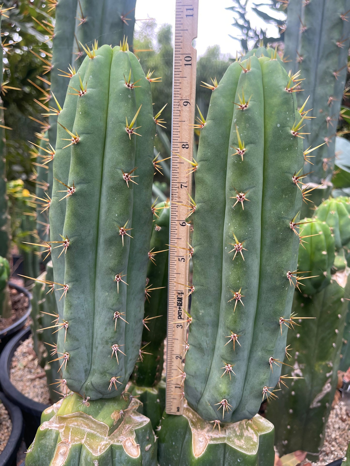 TIG X YOWIE - SAN pedro cactus