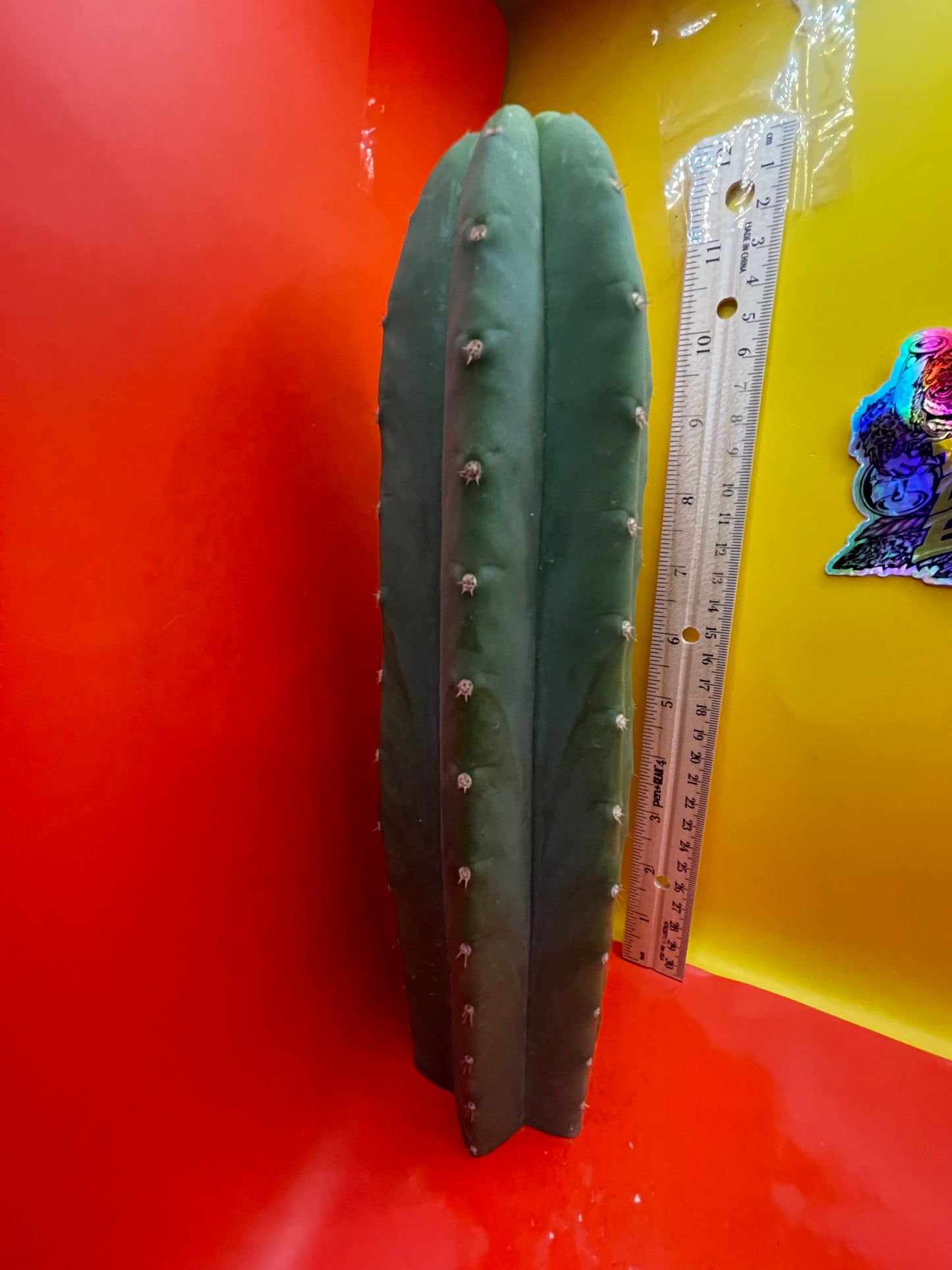 Cahuilla cactus
