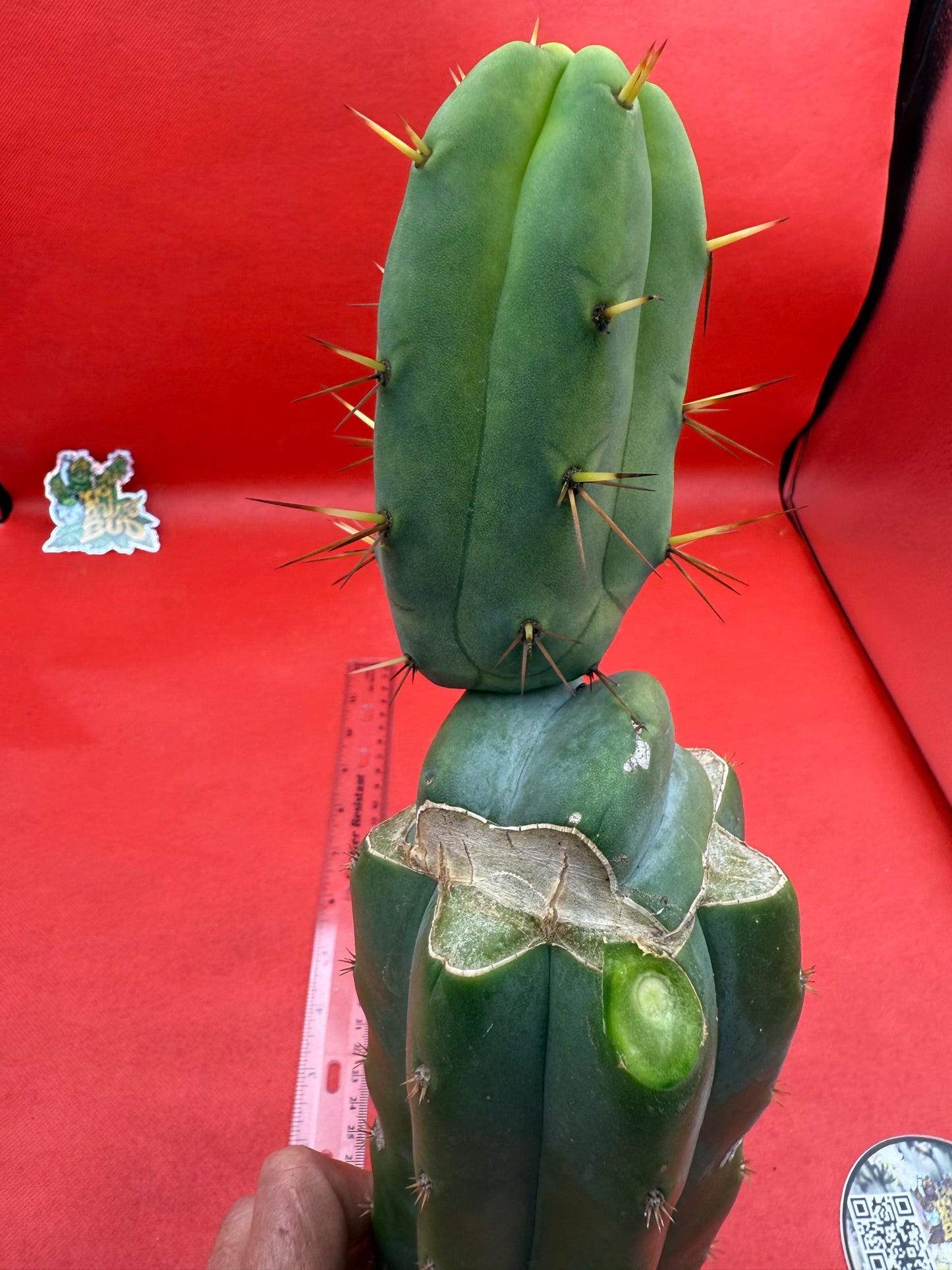 “Jimzz twin spines” grafted cactus