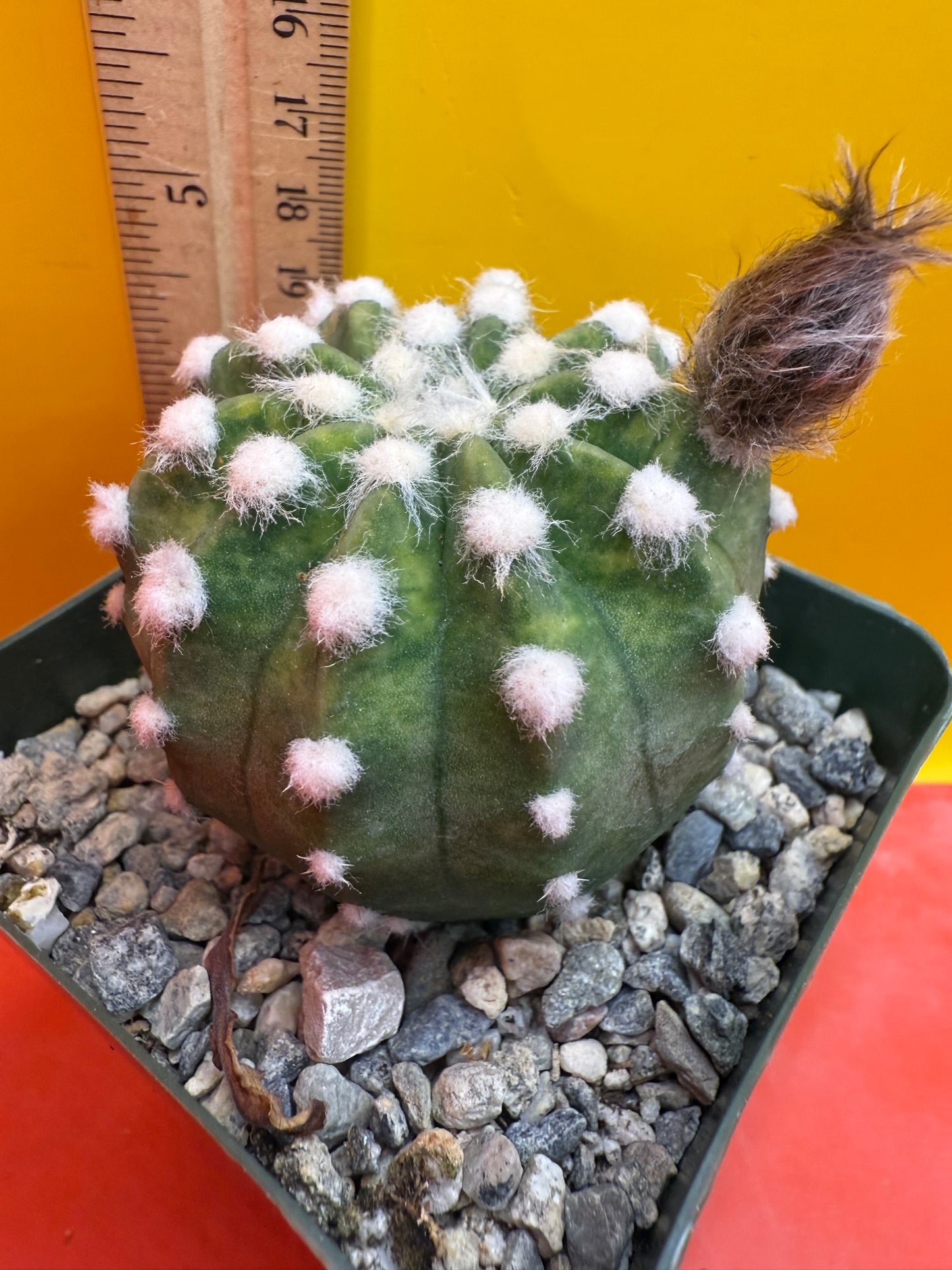 Domino cactus with fat flower bud !!
