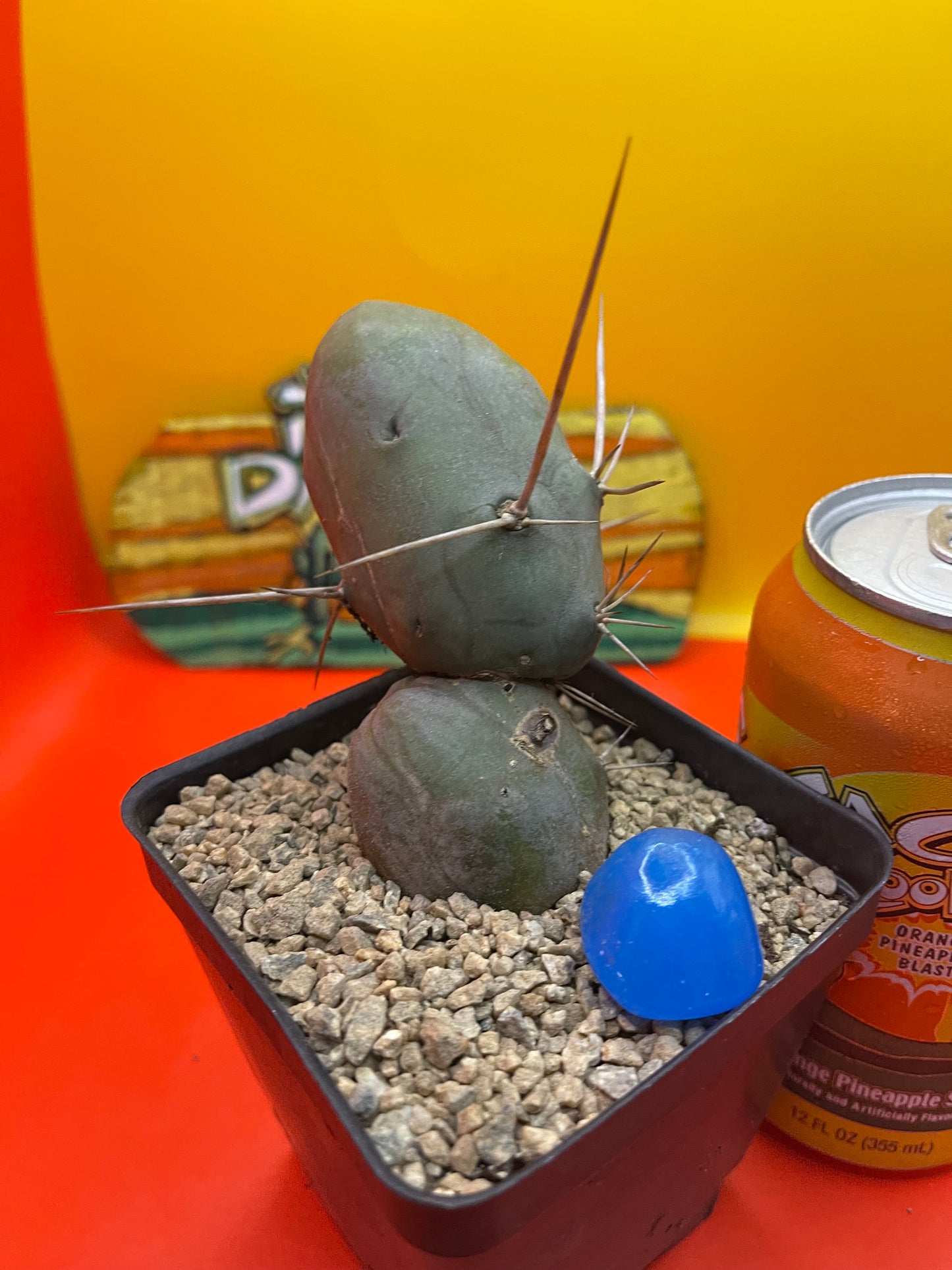 Tbm CACTUS !!!