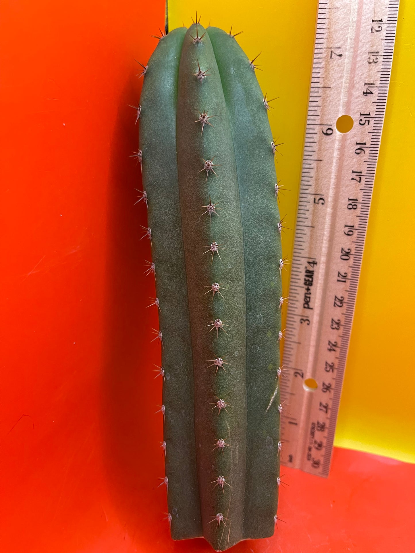 Trichocereus “MT”