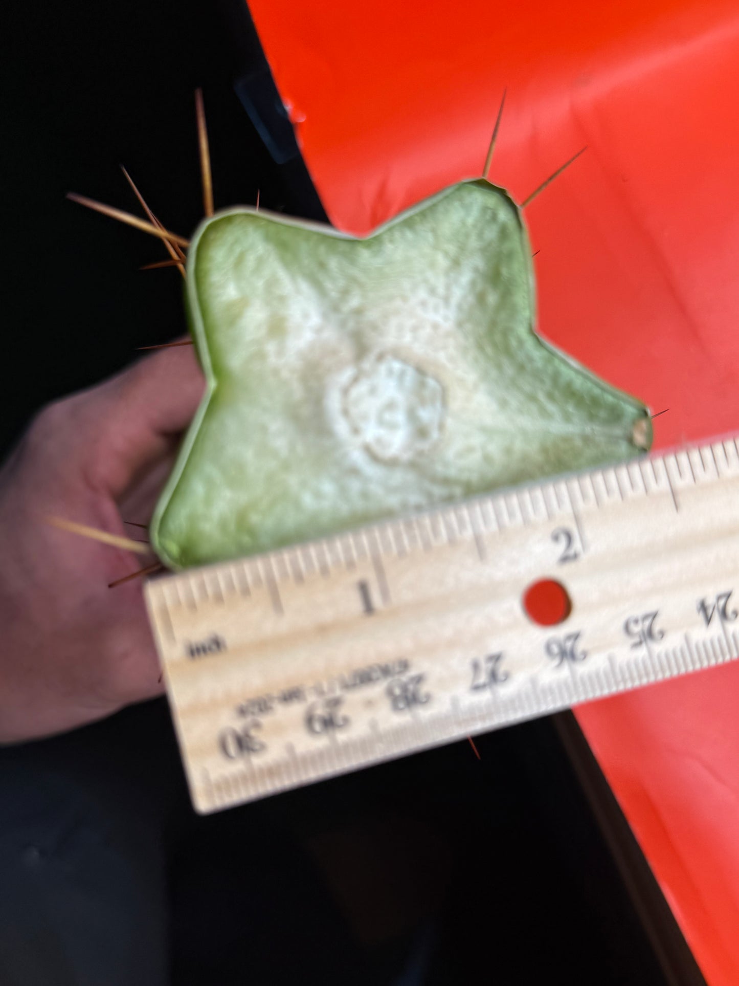 Trichocereus Bridgesii