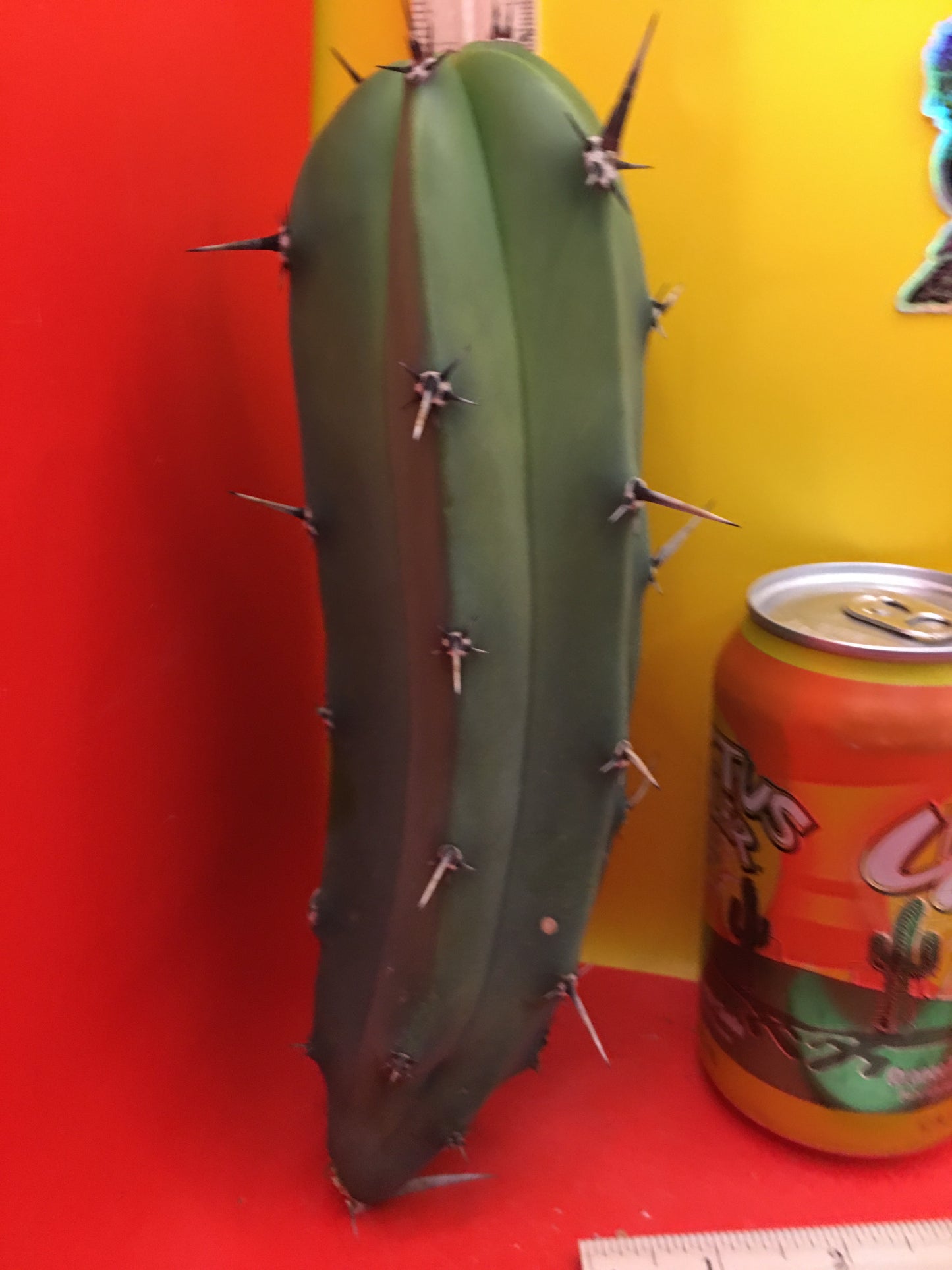 Myrtillocactus geometrizans
