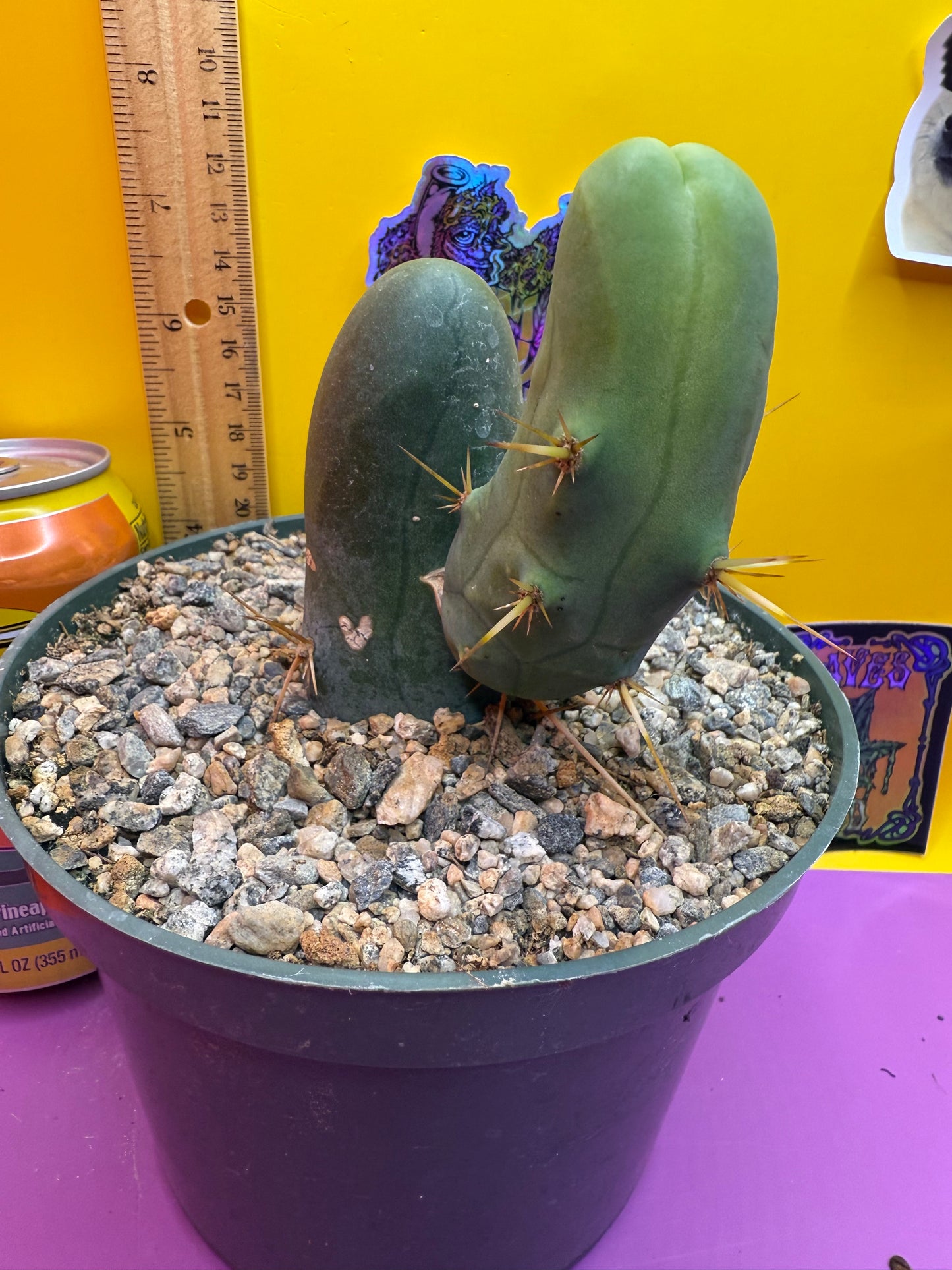 TBM-b ships in 6”wide pot - fully rooted