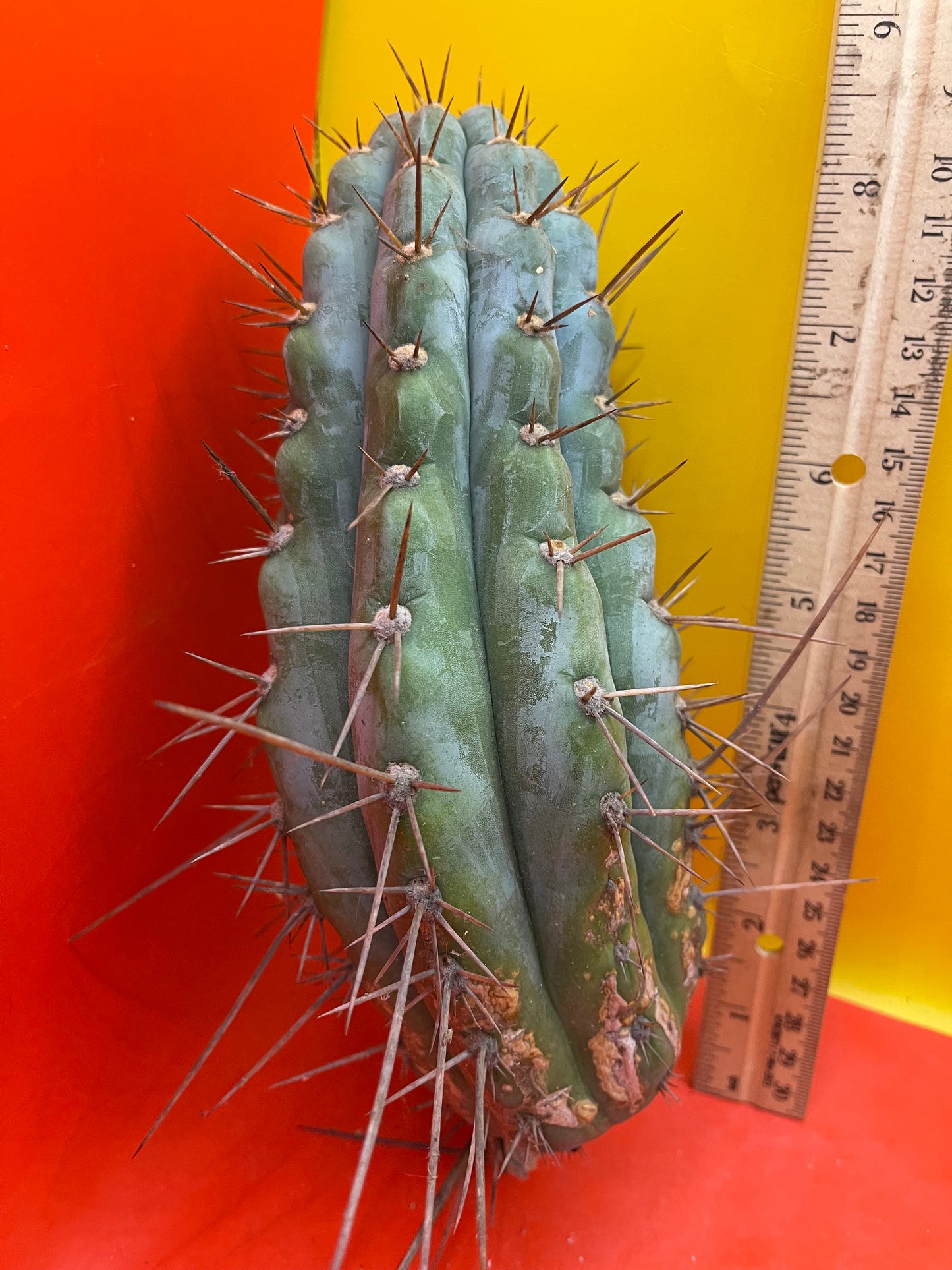 Serra Blue trichocereus cactus cutting (San Pedro )