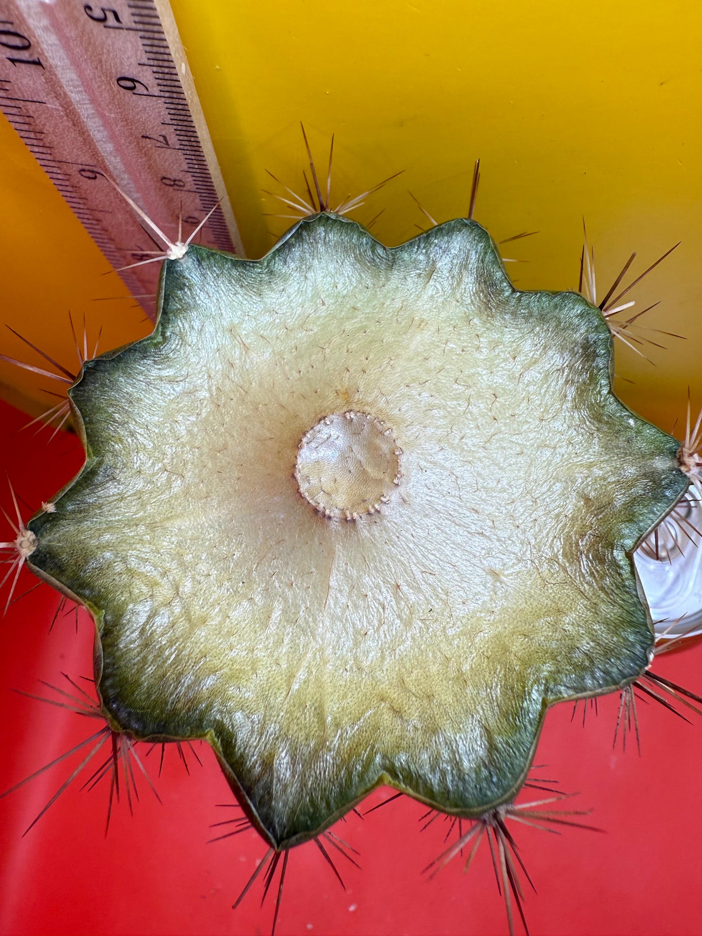 Trichocereus thelegonus