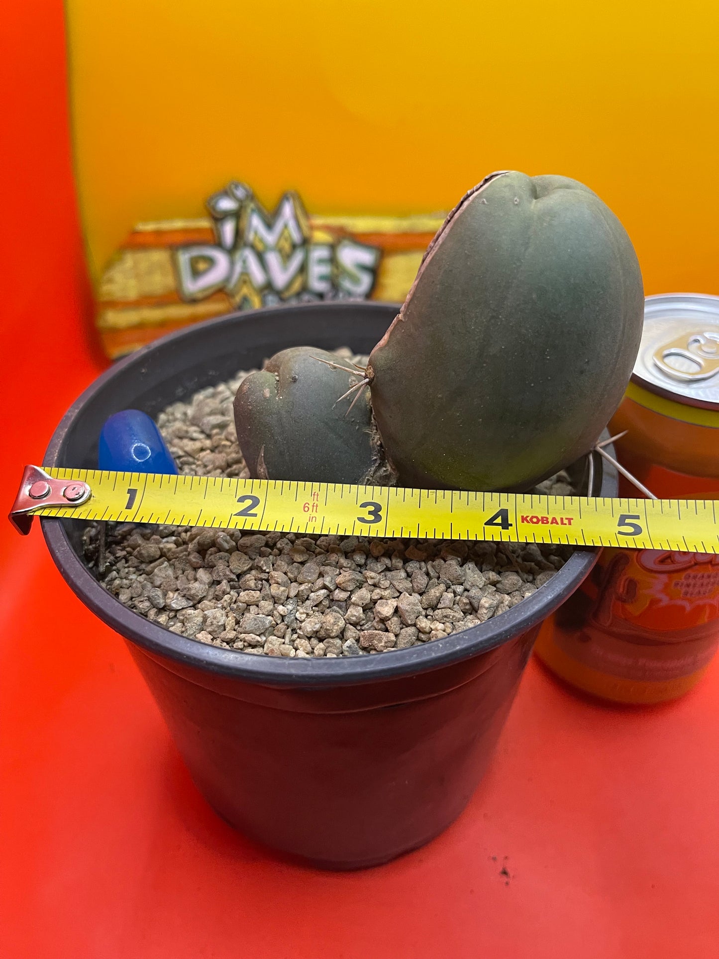 TBM CACTUS    type B