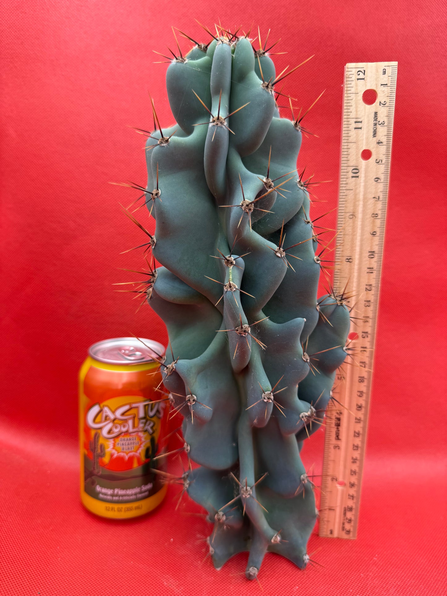 Cereus Monstrose - Gets cactus apples !
