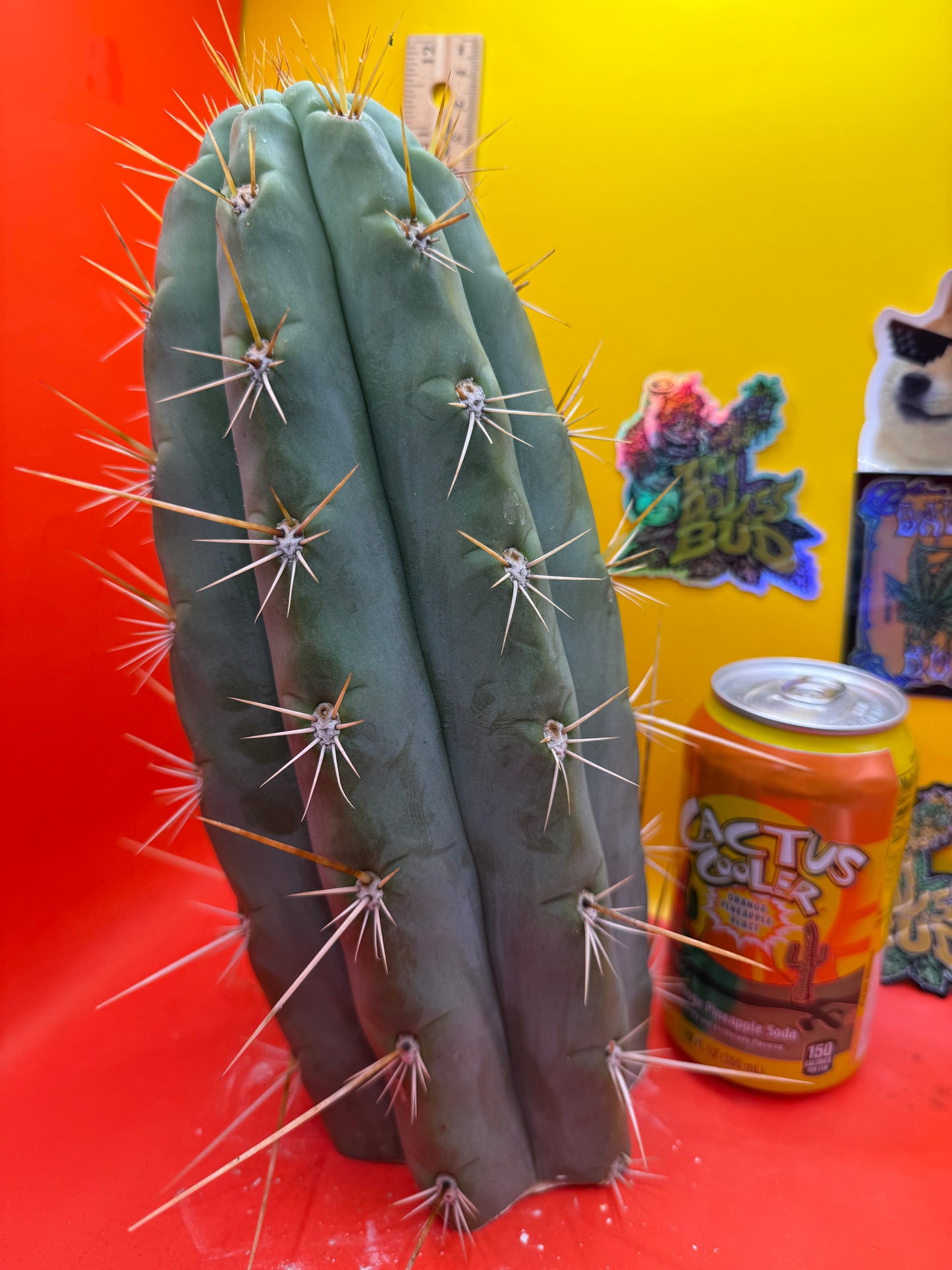 TRICHOCEREUS MACROGONUS !