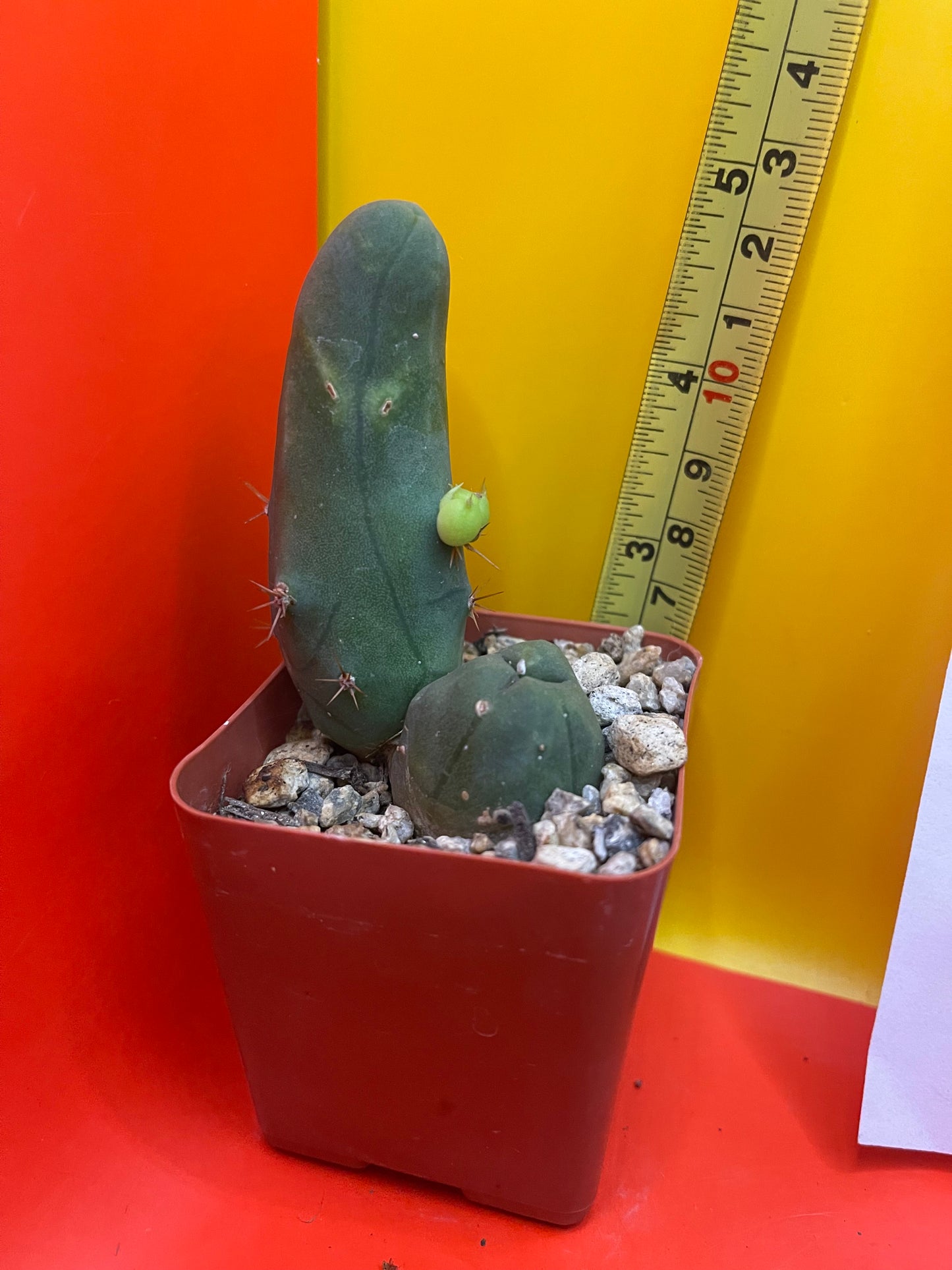 TBM CACTUS