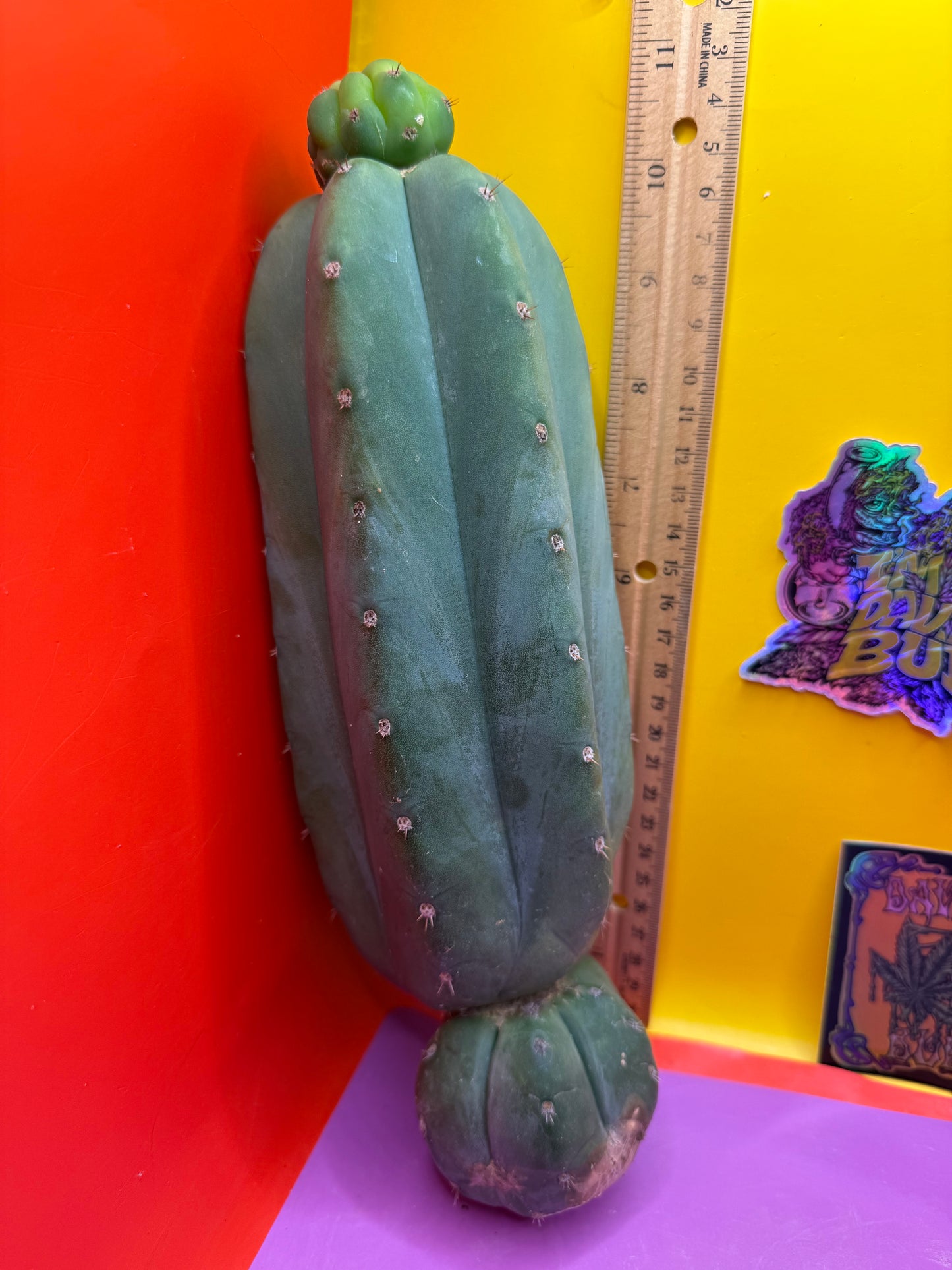 Cahuilla !