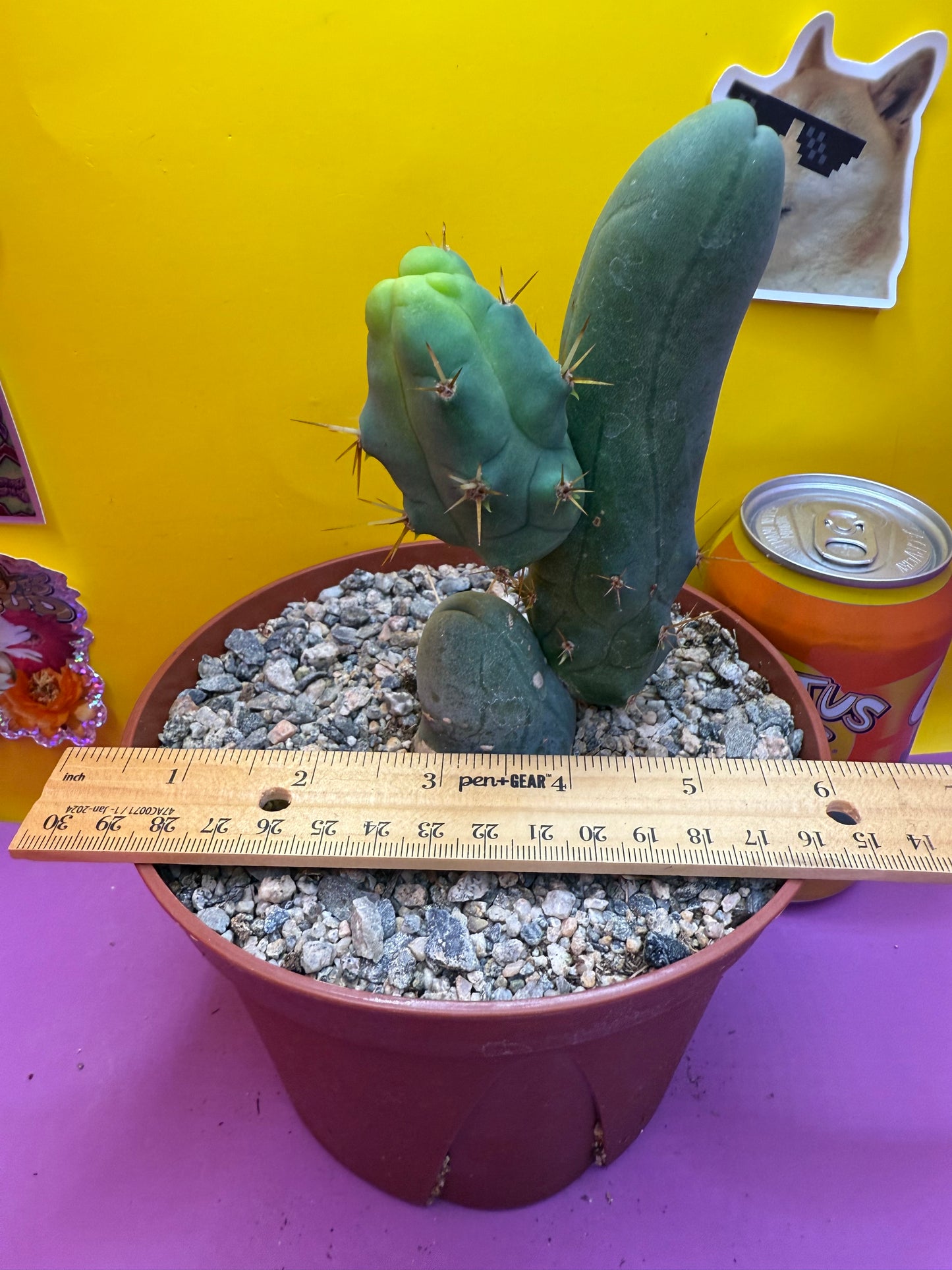 TBM CACTUS smooth and clean !  shipped in pot  - this exact one pictured
