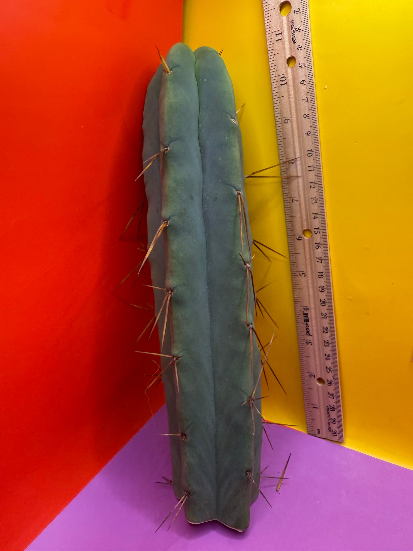 “LMA” bridgesii