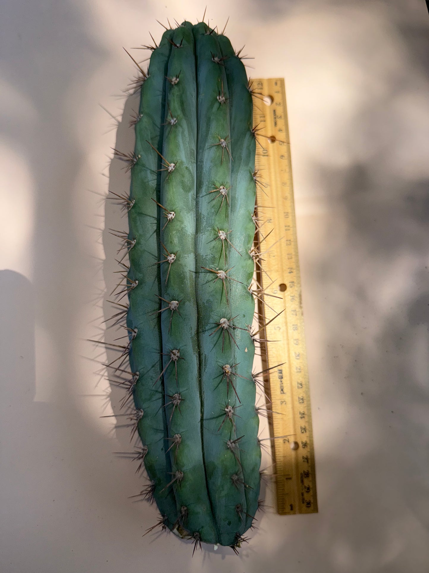 SERRA BLUE San Pedro Cactus ! 4” thick and over a foot long !!