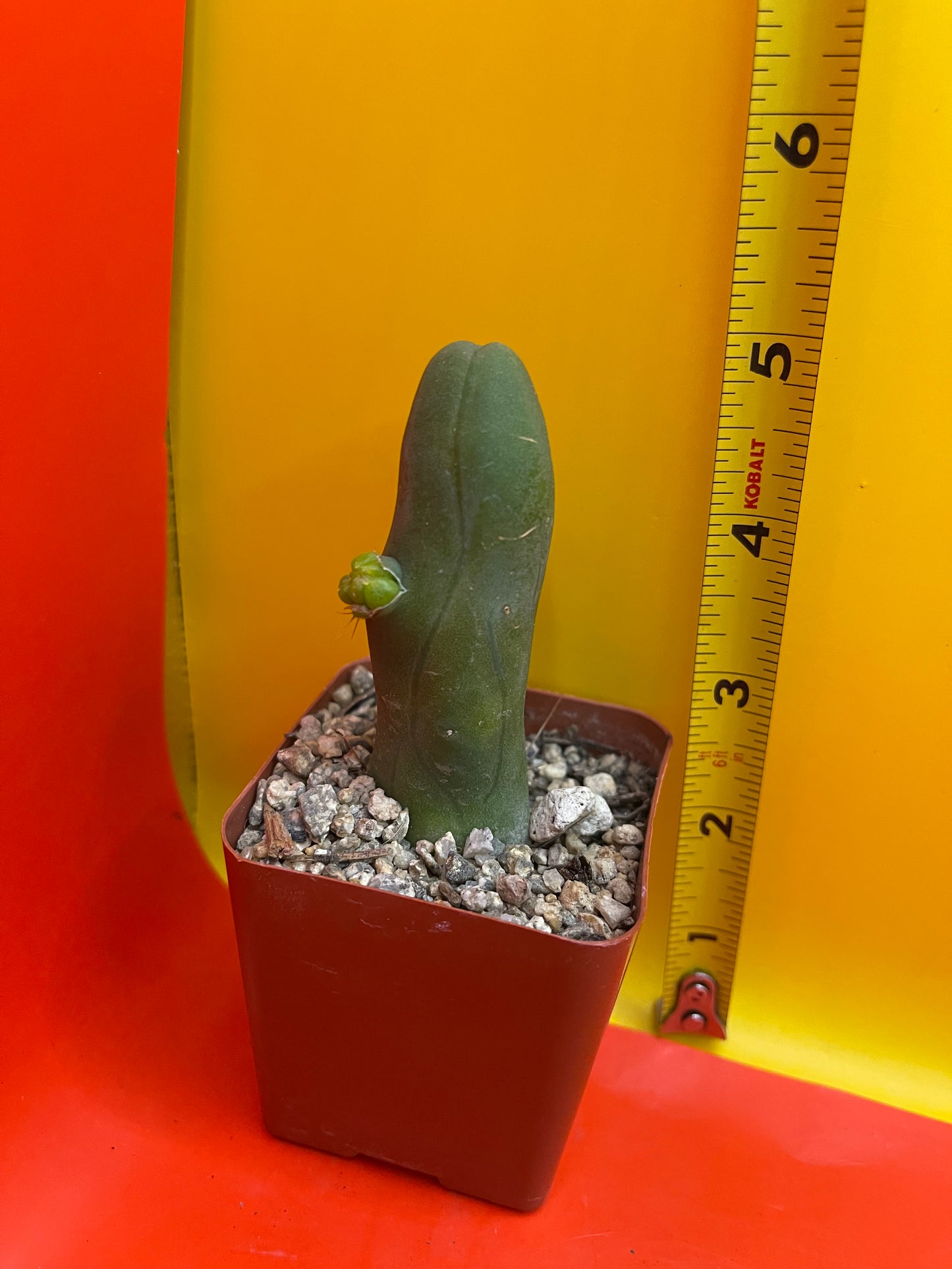 Tbm CACTUS!!