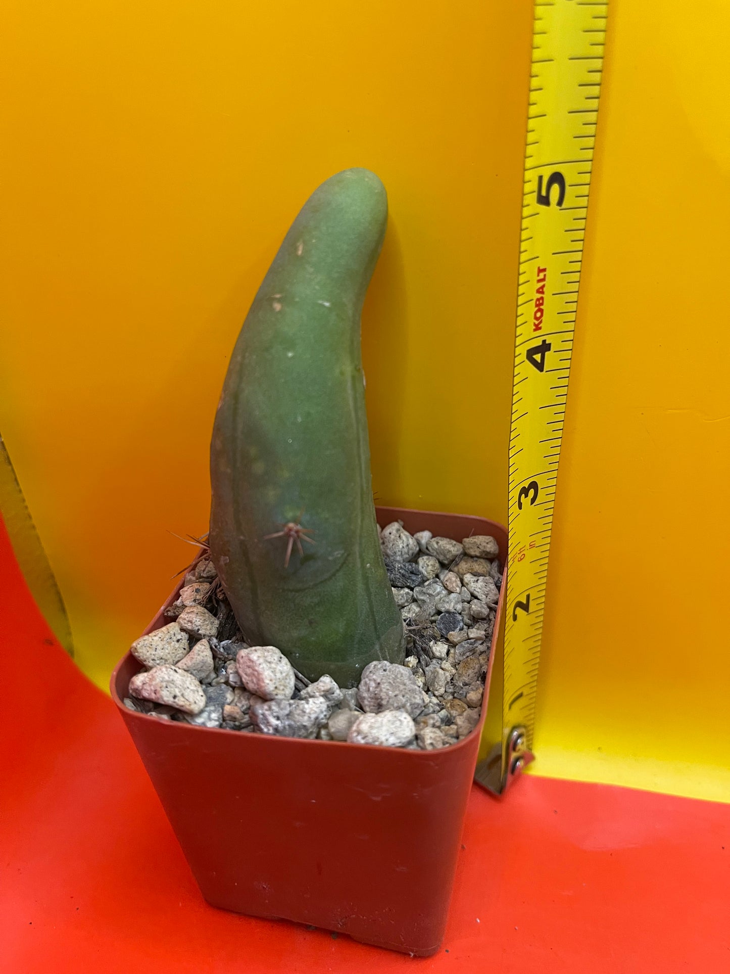 Small Tbm in a pot