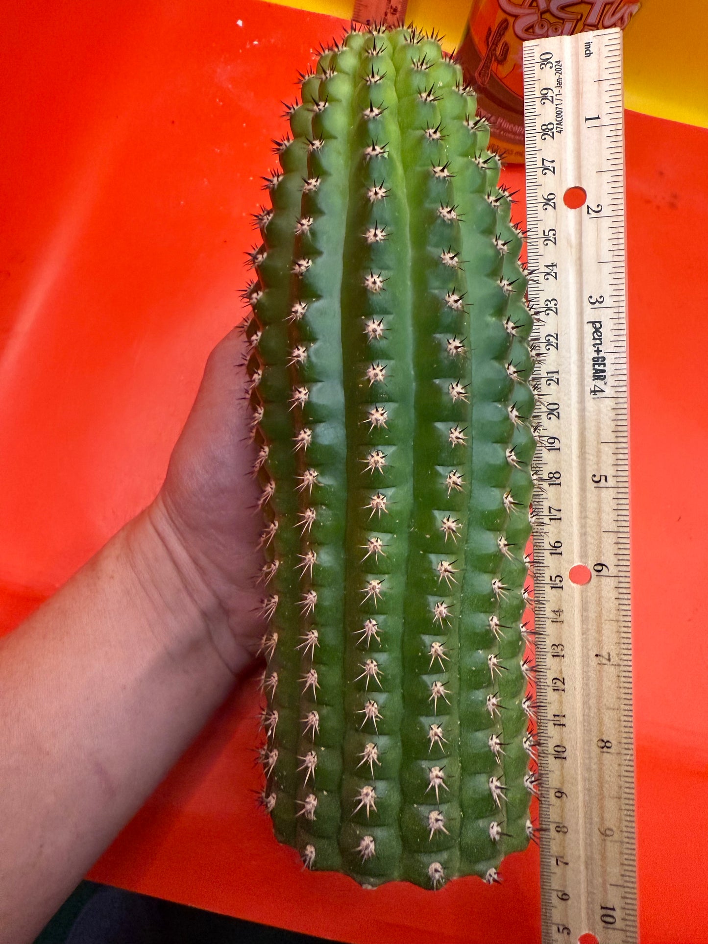 Trichocereus Brevispinulosus