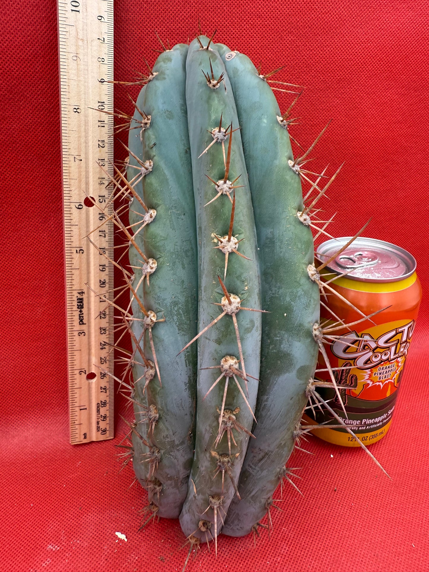 SERRA BLUE San Pedro Cactus ! 4” thick this exact cut!!