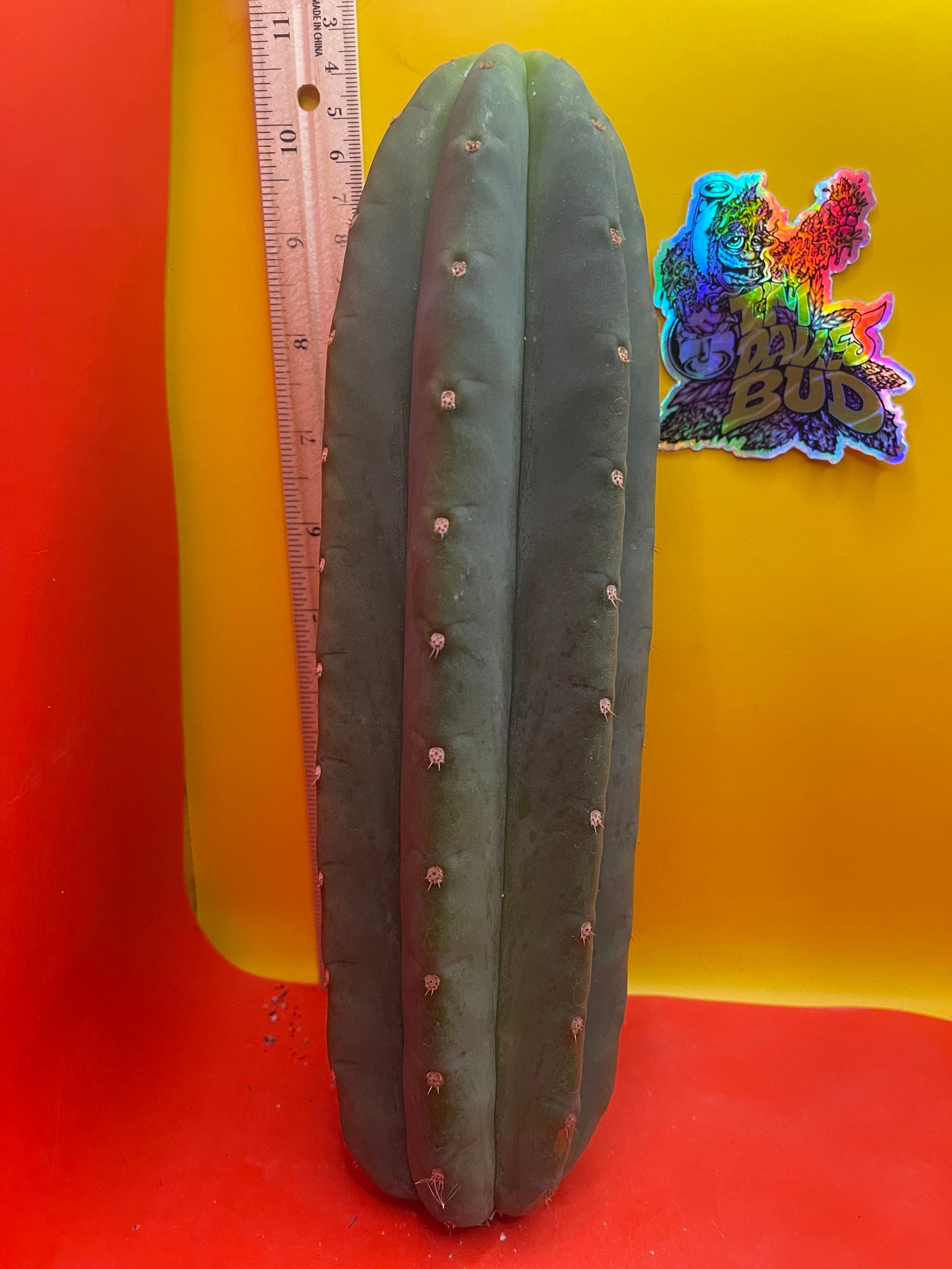 Cahuilla cactus cutting ready to be planted !