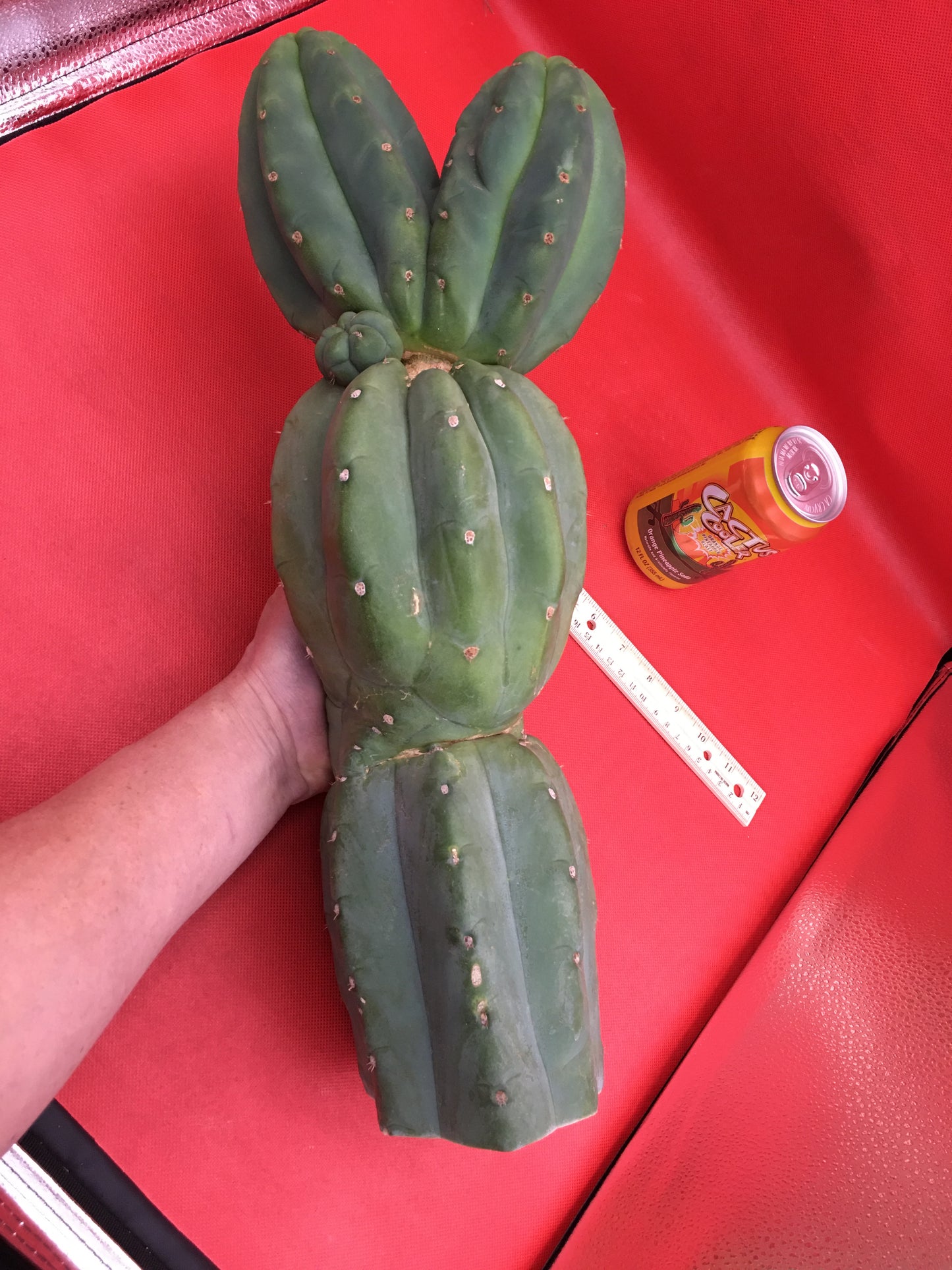HUGE CAHUILLA Dicot , double header !