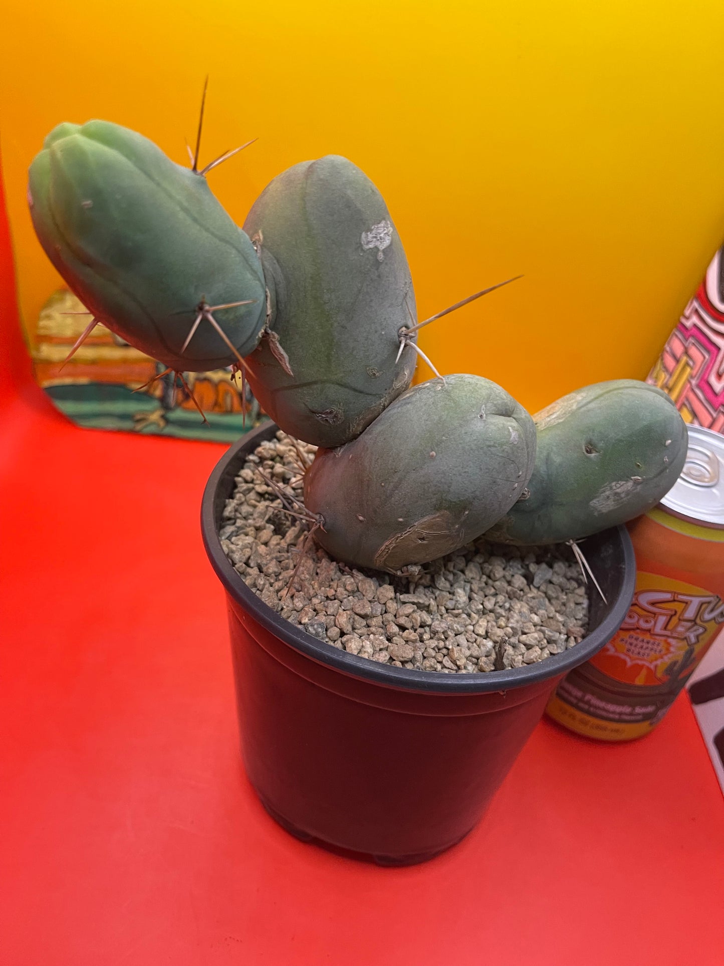 Tbm cactus