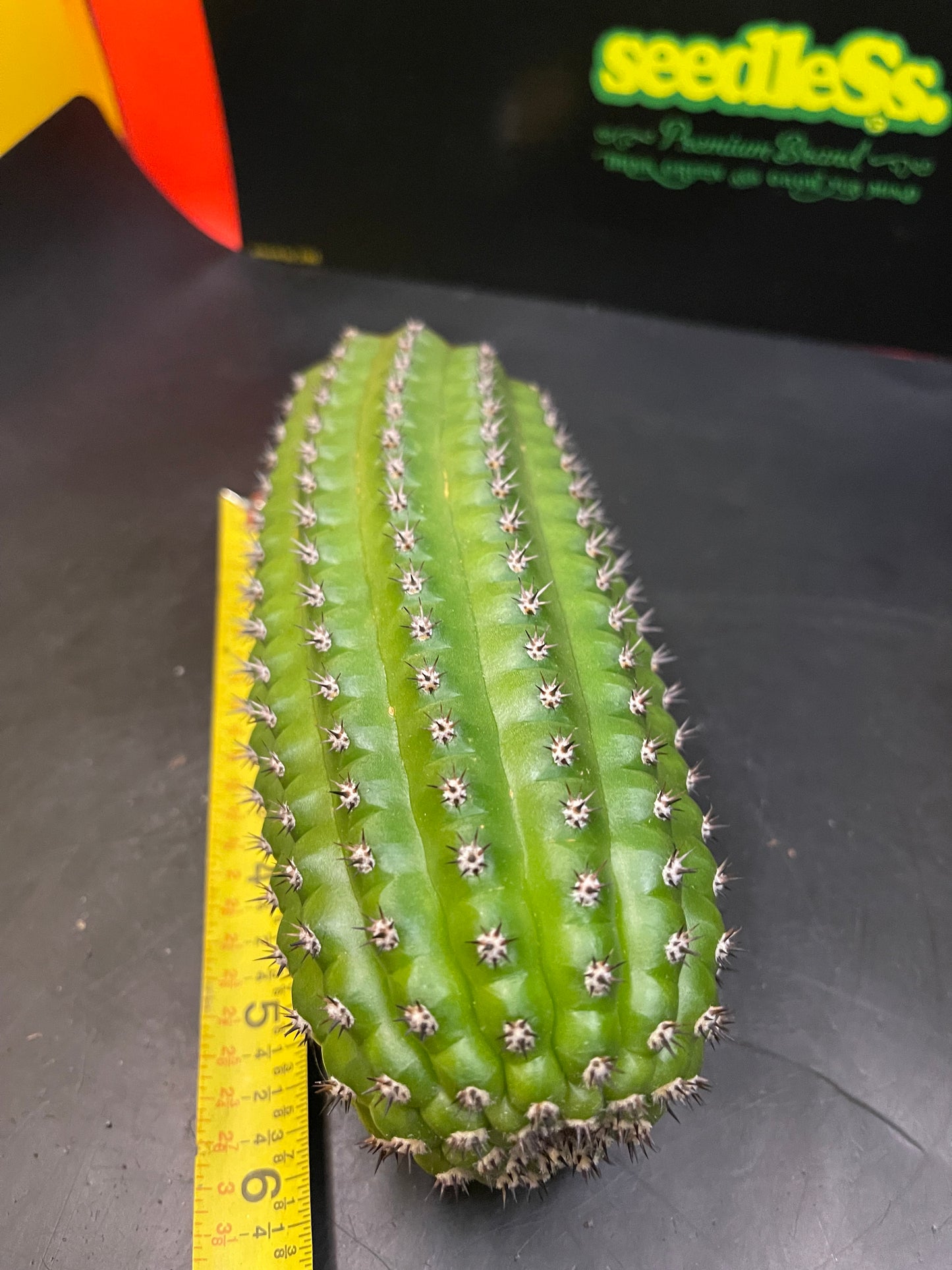 Trichocereus brevispinulosus