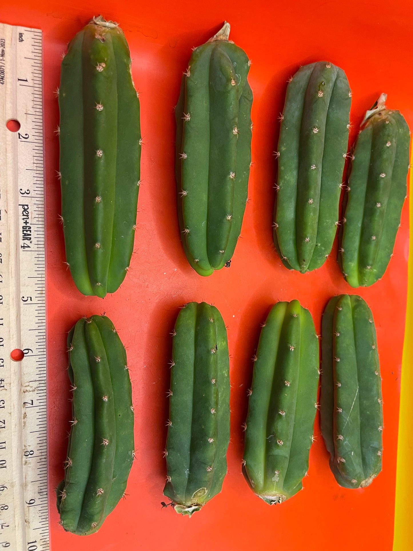 San Pedro cactus - trichocereus
