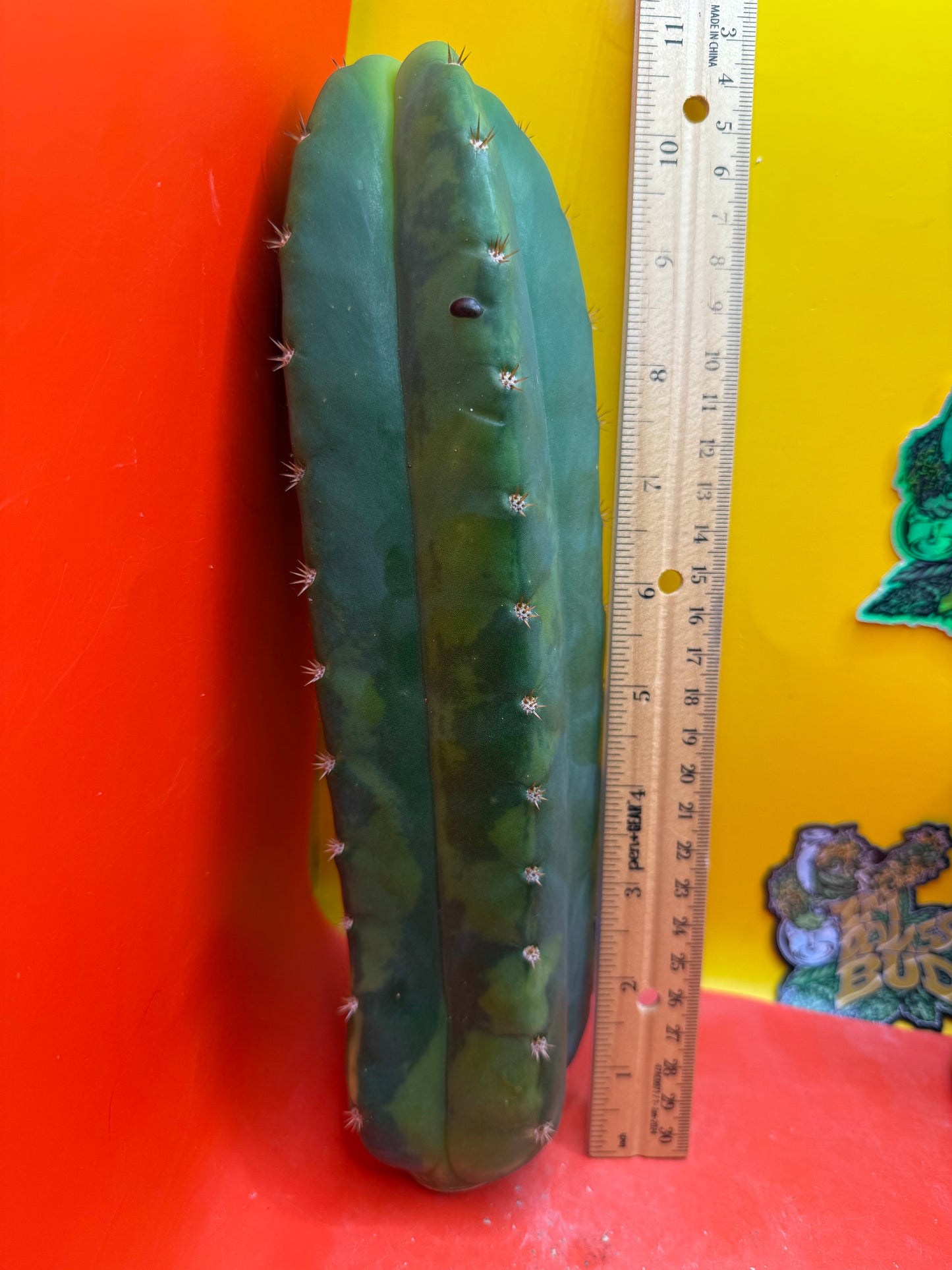 Variegated San Pedro Cactus