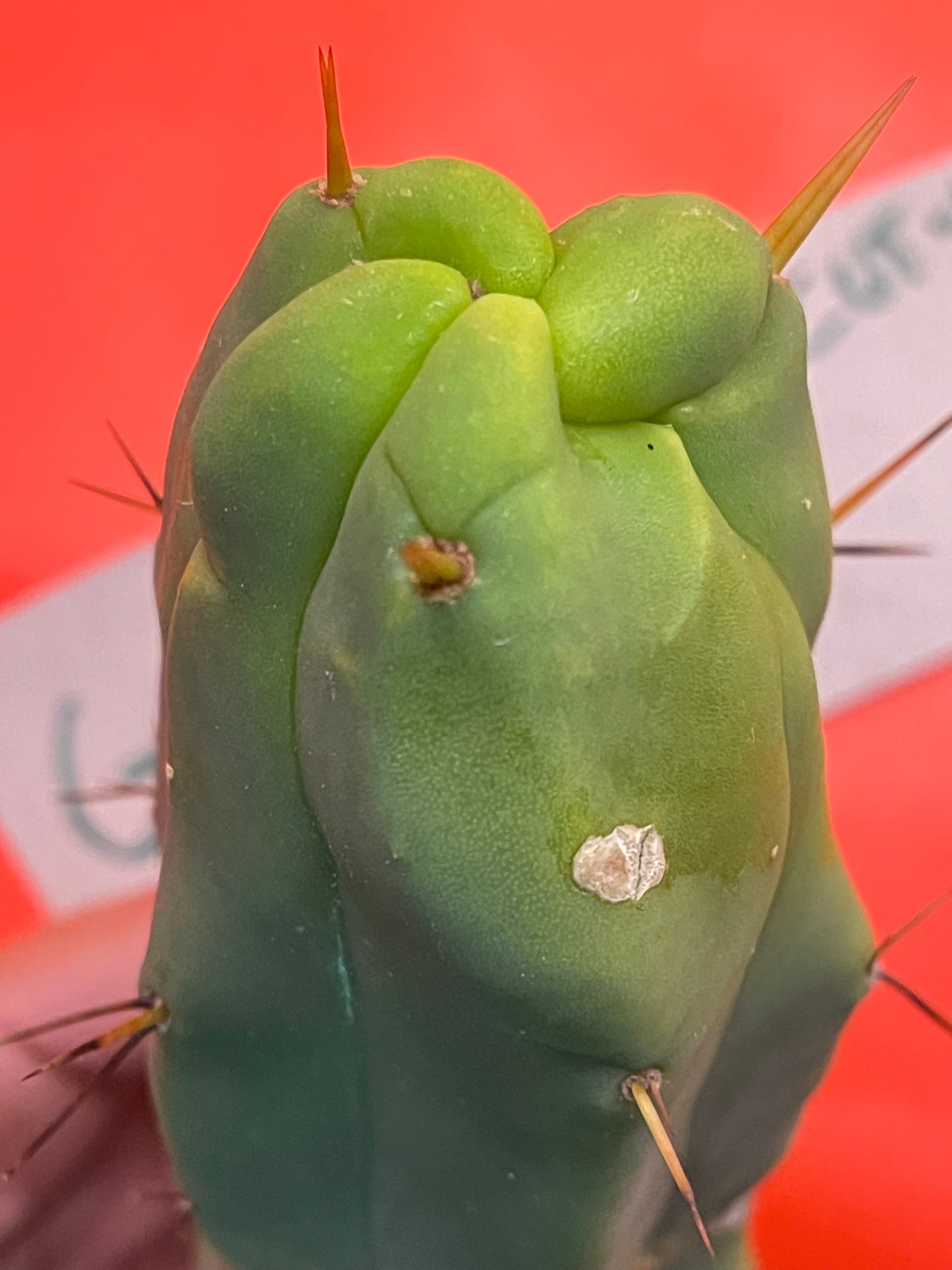 Trichocereus Bridgesii