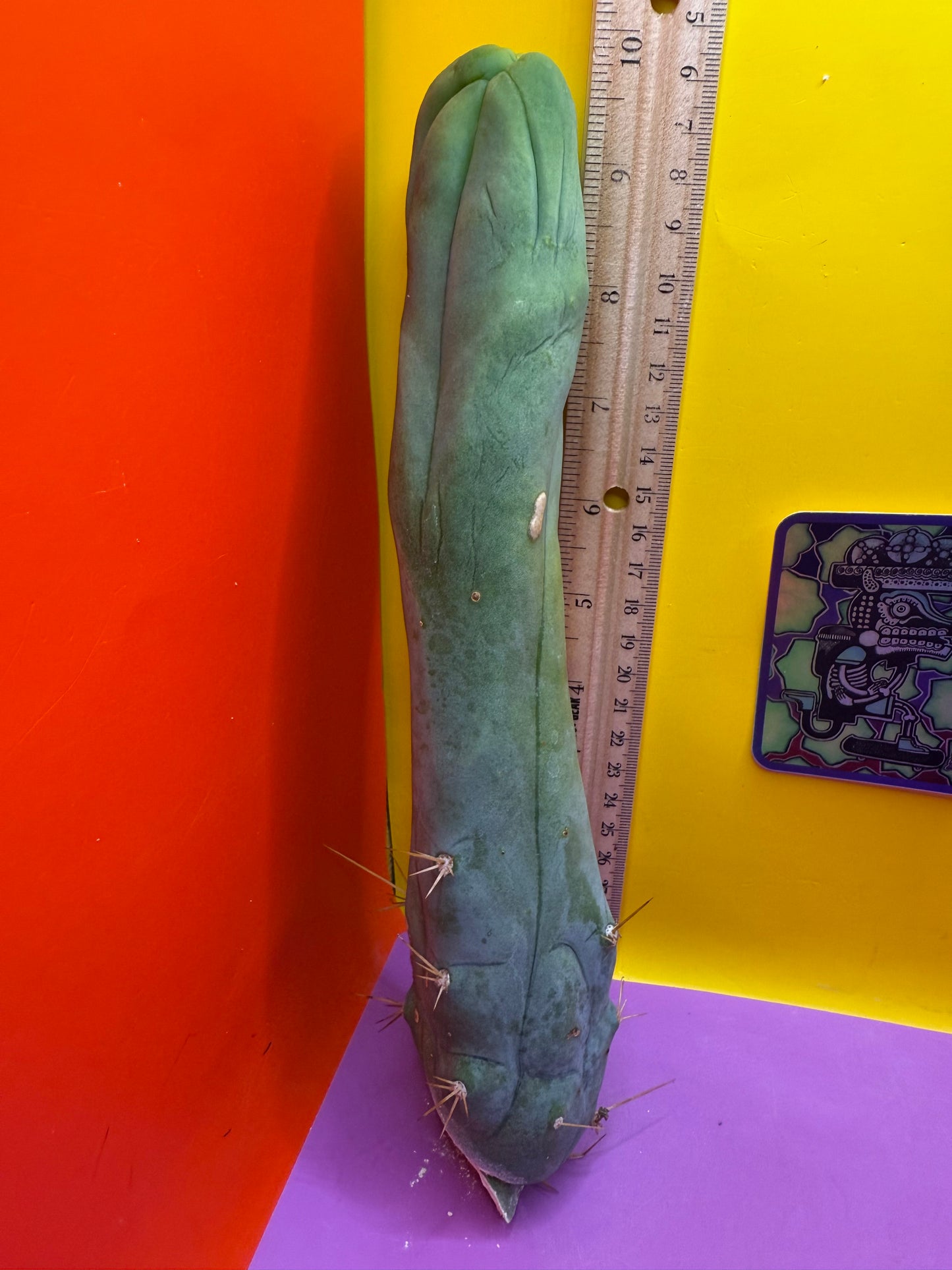 TBM-A long form monstrose cactus !