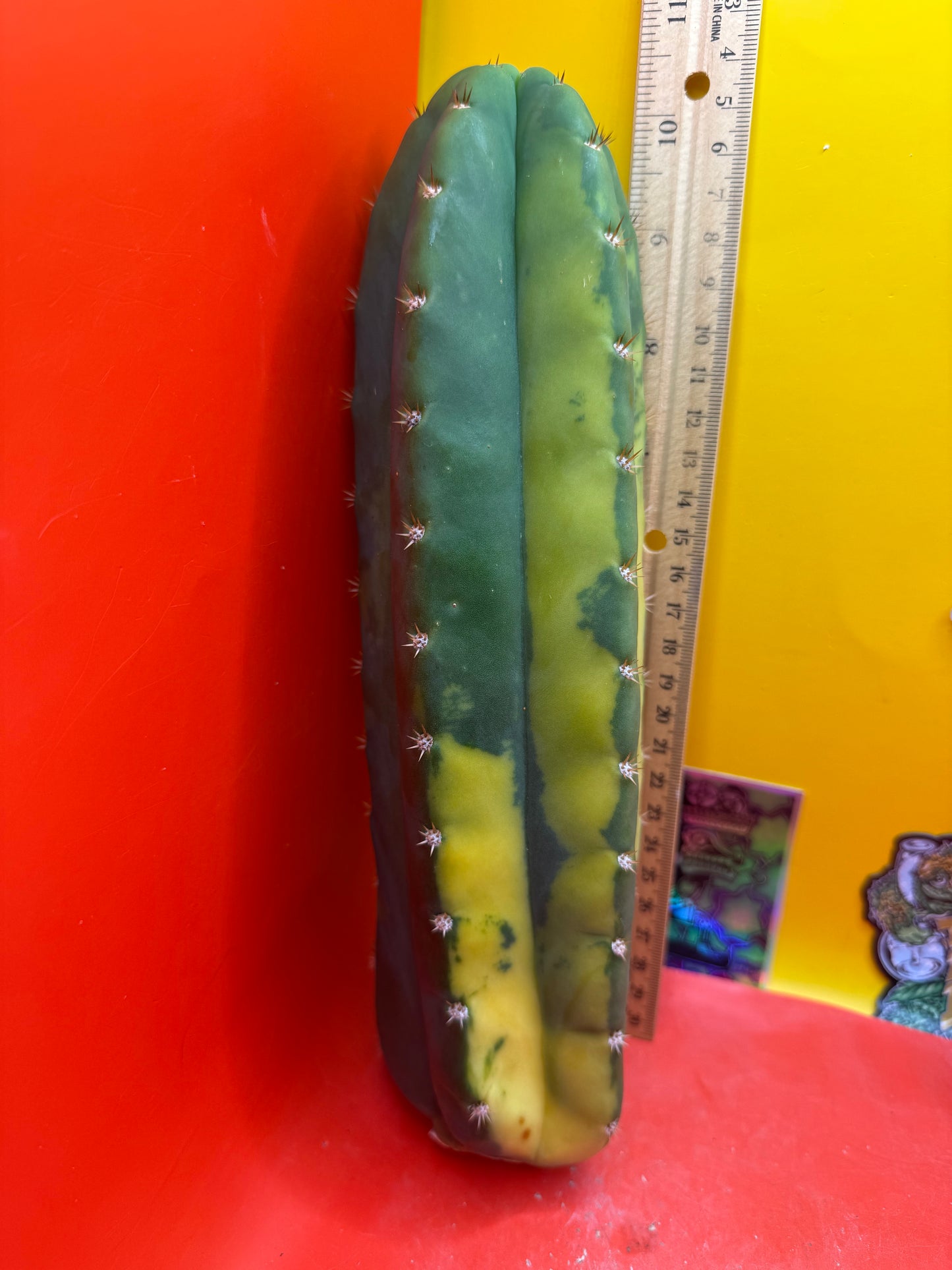 Variegated San Pedro Cactus