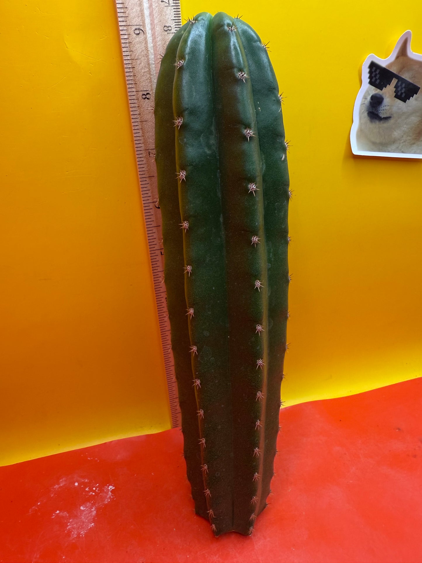 CAHUILLA OP !